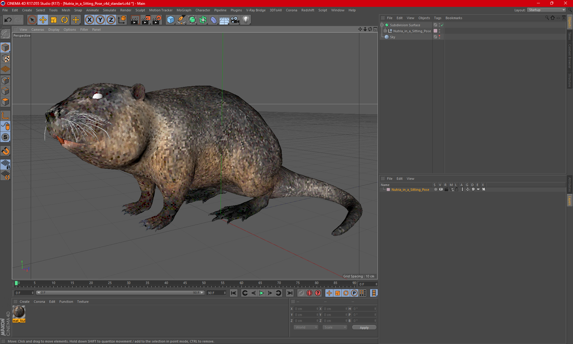 Nutria in a Sitting Pose 3D model