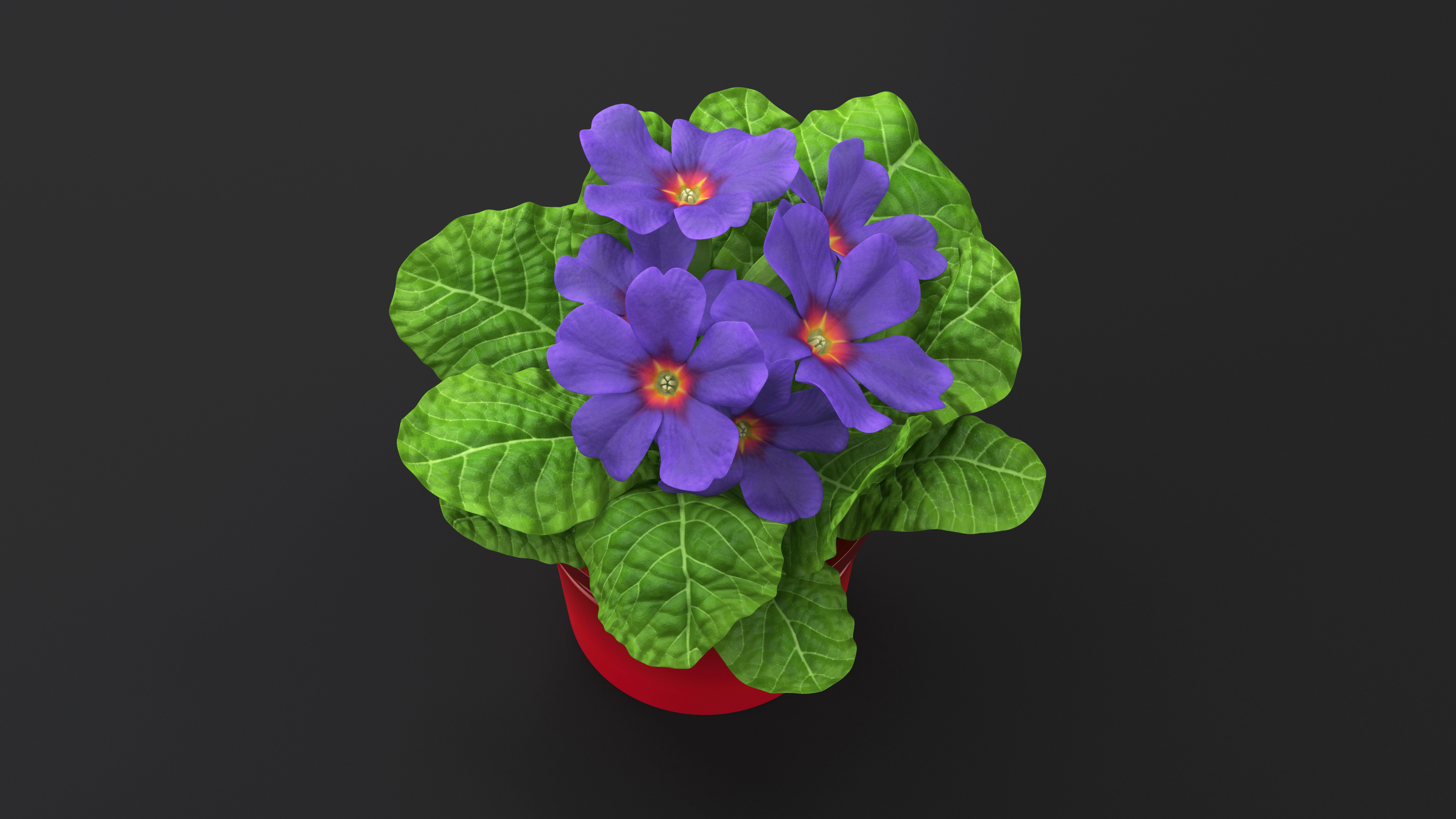 3D model Primula Vulgaris in Pot Purple