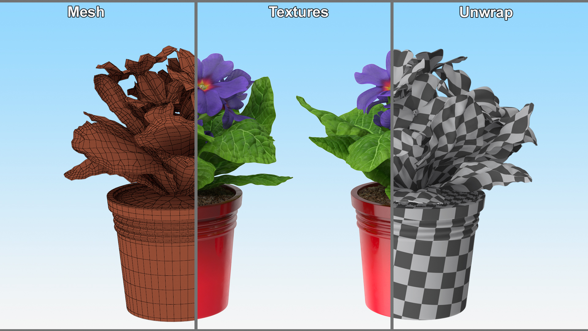 3D model Primula Vulgaris in Pot Purple