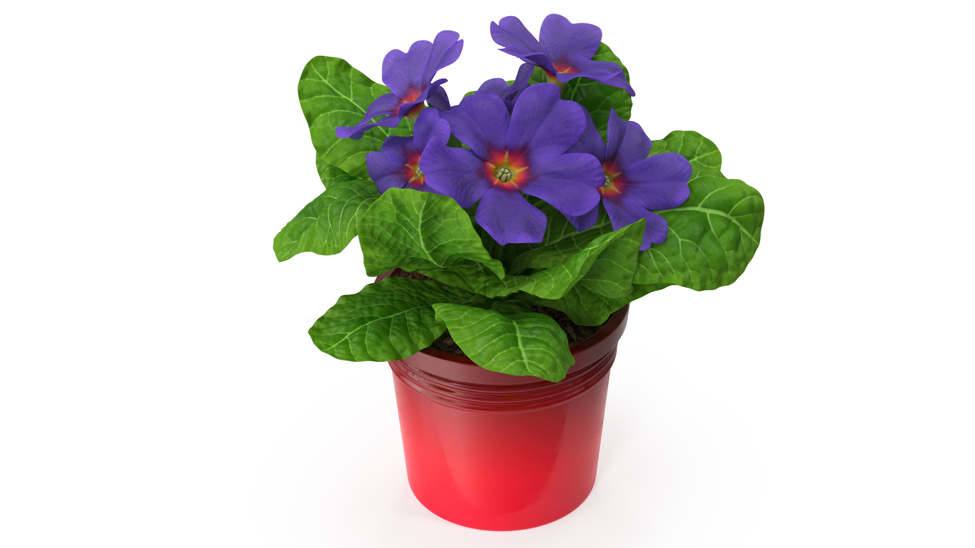 3D model Primula Vulgaris in Pot Purple