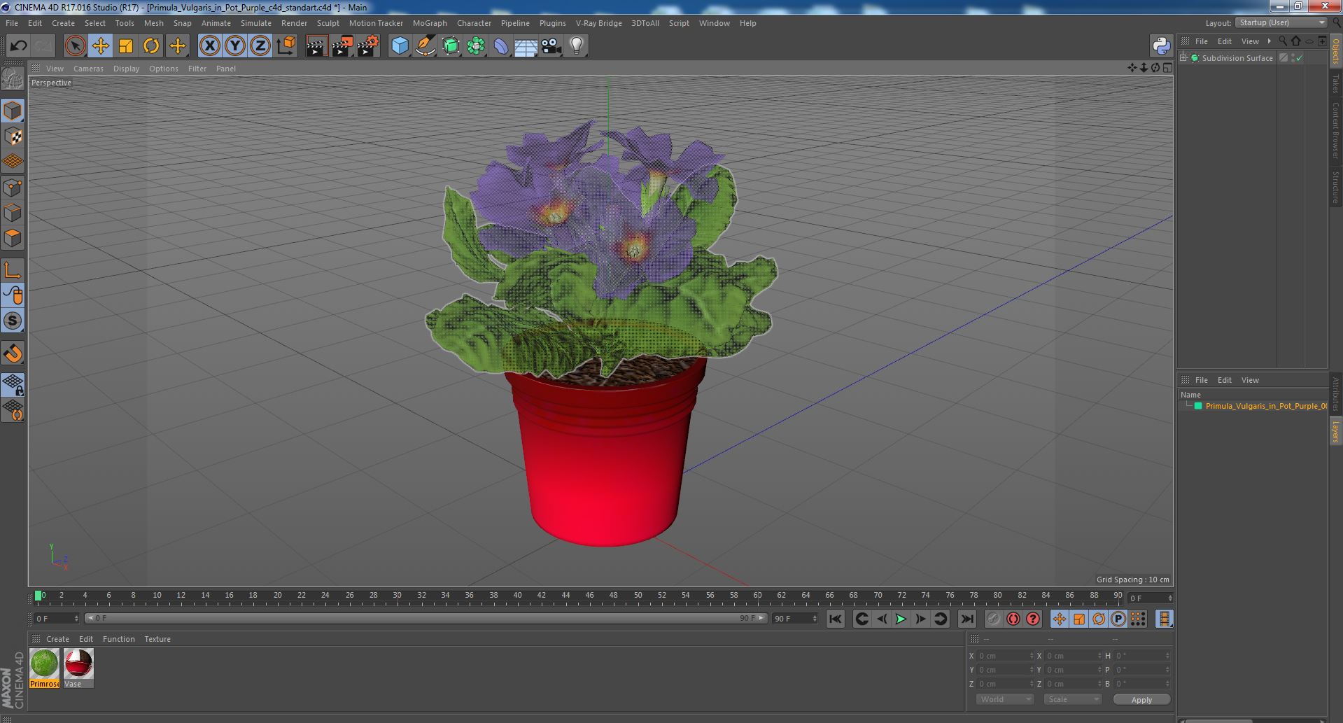 3D model Primula Vulgaris in Pot Purple