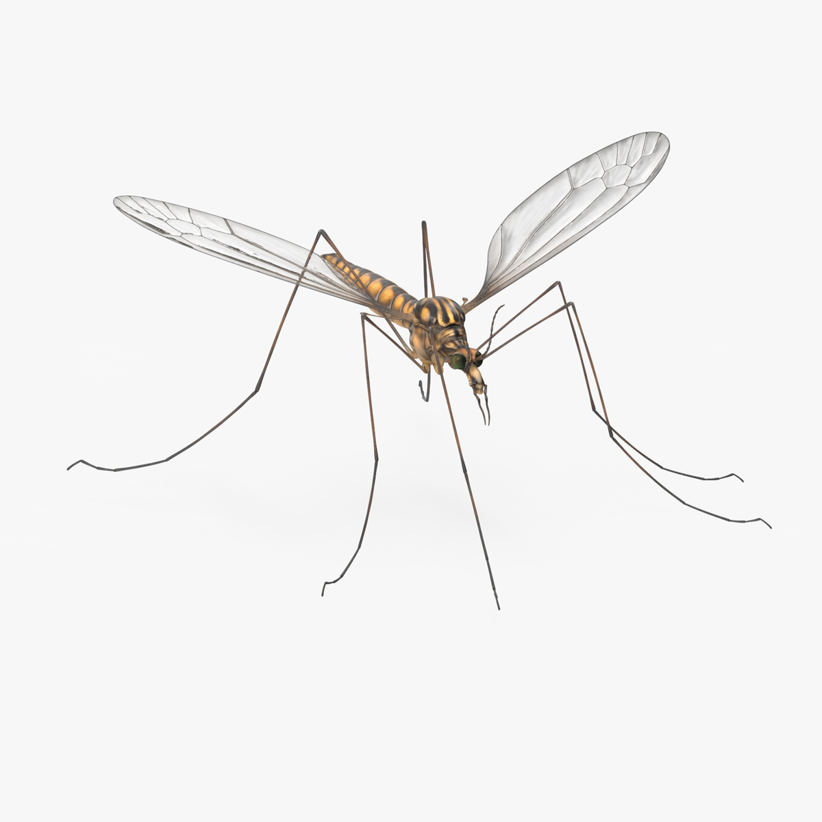 3D Crane Fly Gallinipper Mosquito Rigged for Maya