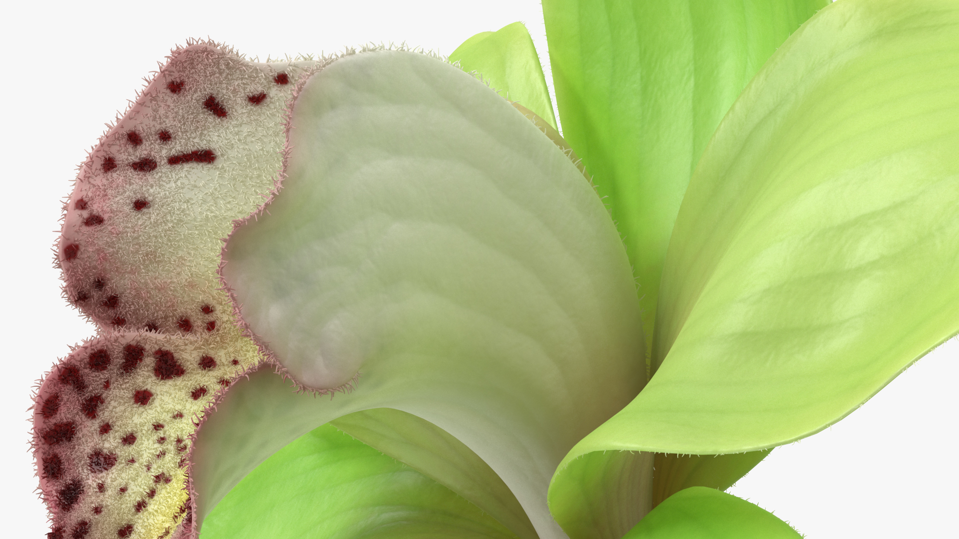 3D Cymbidium Hybrid Orchid Green Fur model