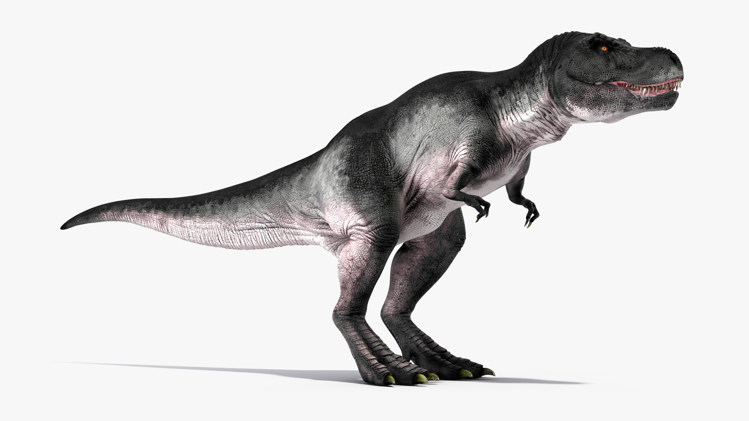3D T Rex Walking Animated Rigged for Cinema 4D model