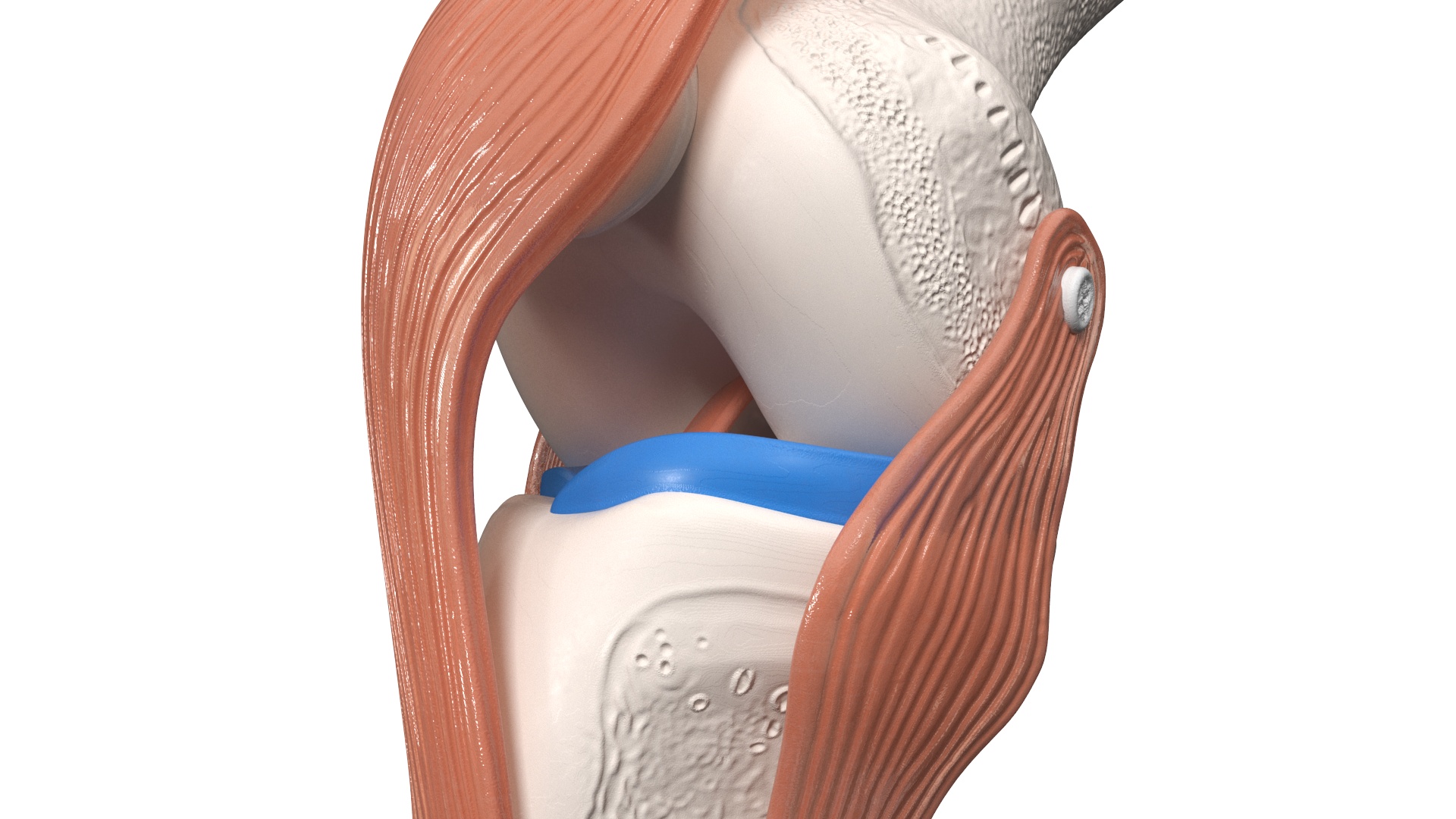 Anatomical Model of Knee Joint Rigged 3D