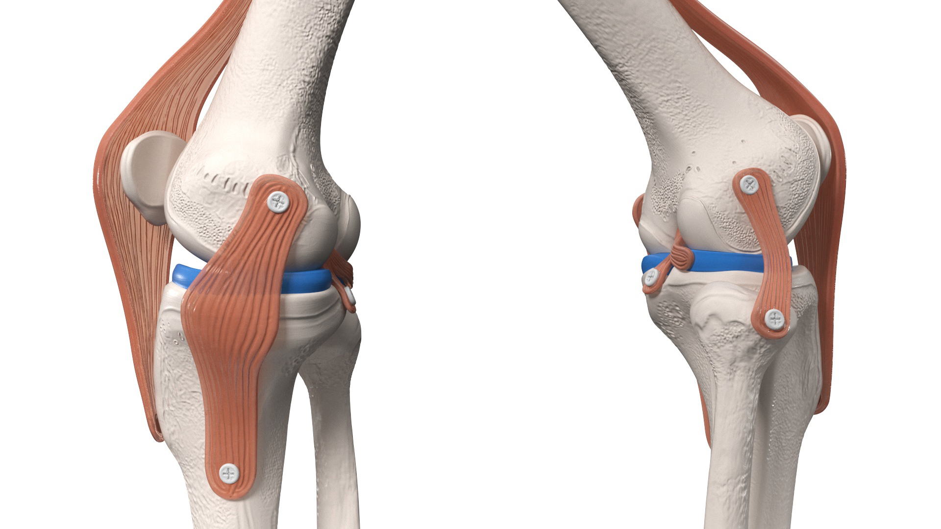 Anatomical Model of Knee Joint Rigged 3D