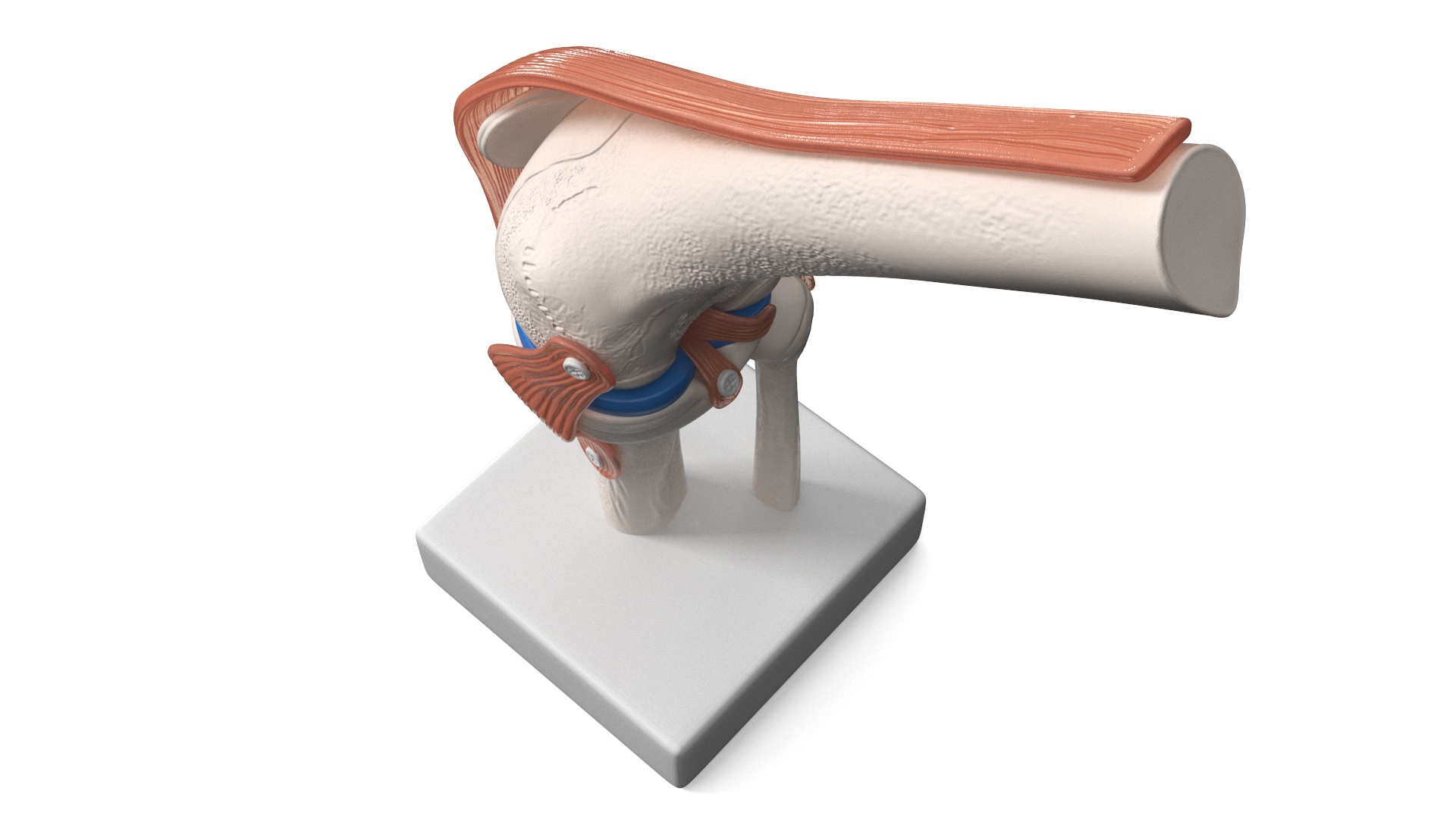 Anatomical Model of Knee Joint Rigged 3D