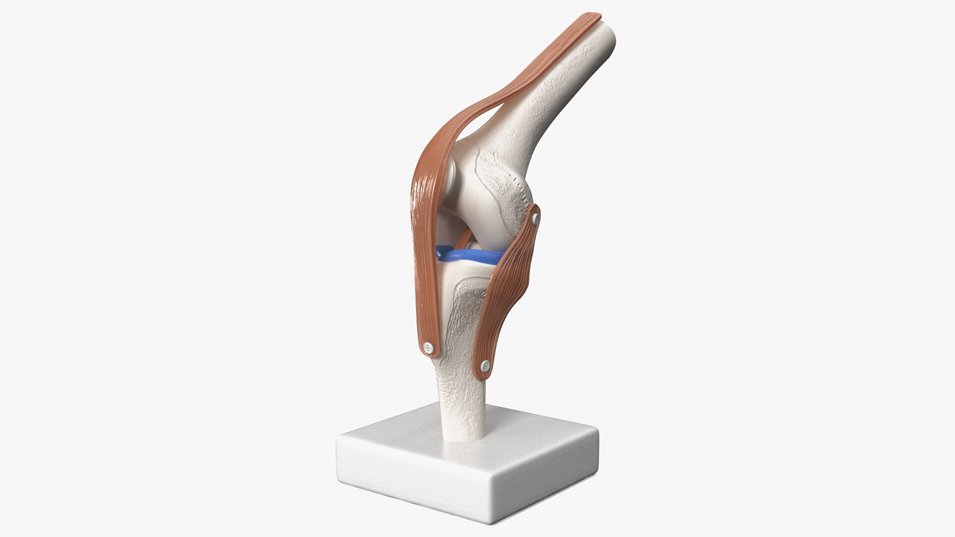 Anatomical Model of Knee Joint Rigged 3D