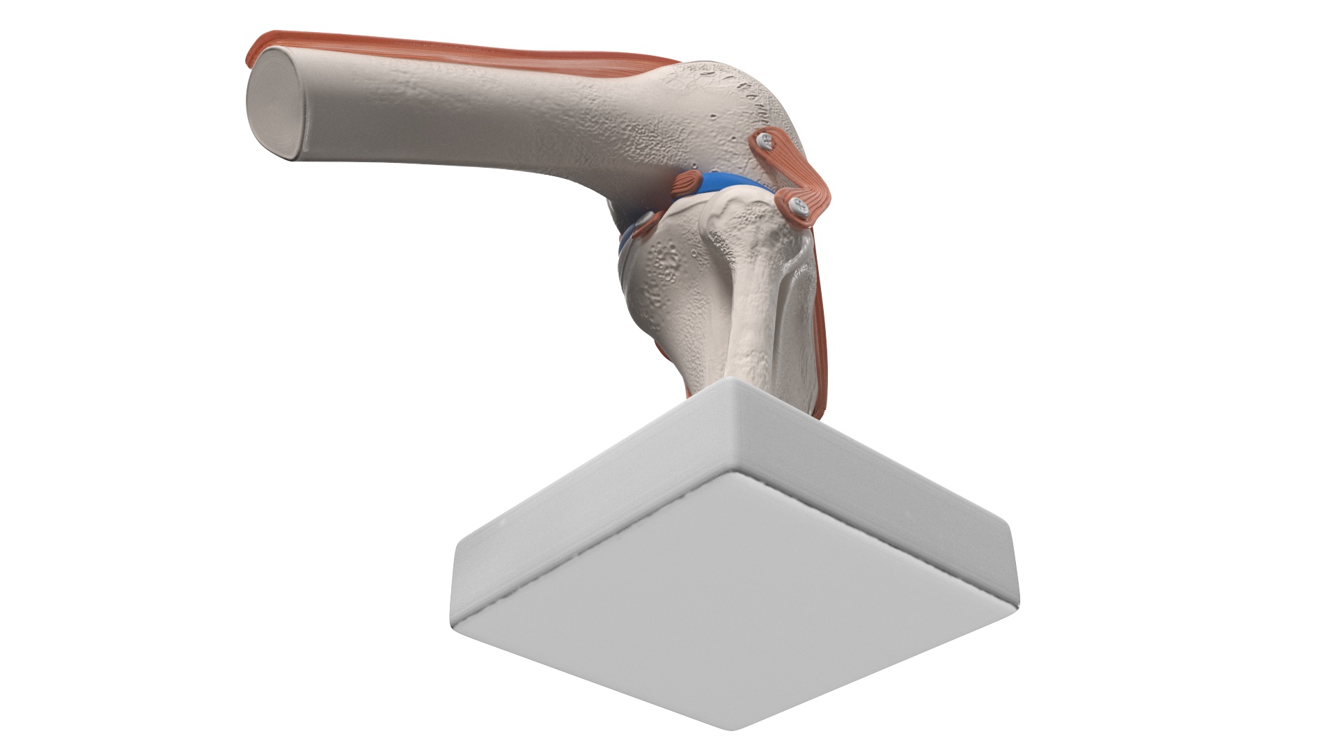 Anatomical Model of Knee Joint Rigged 3D