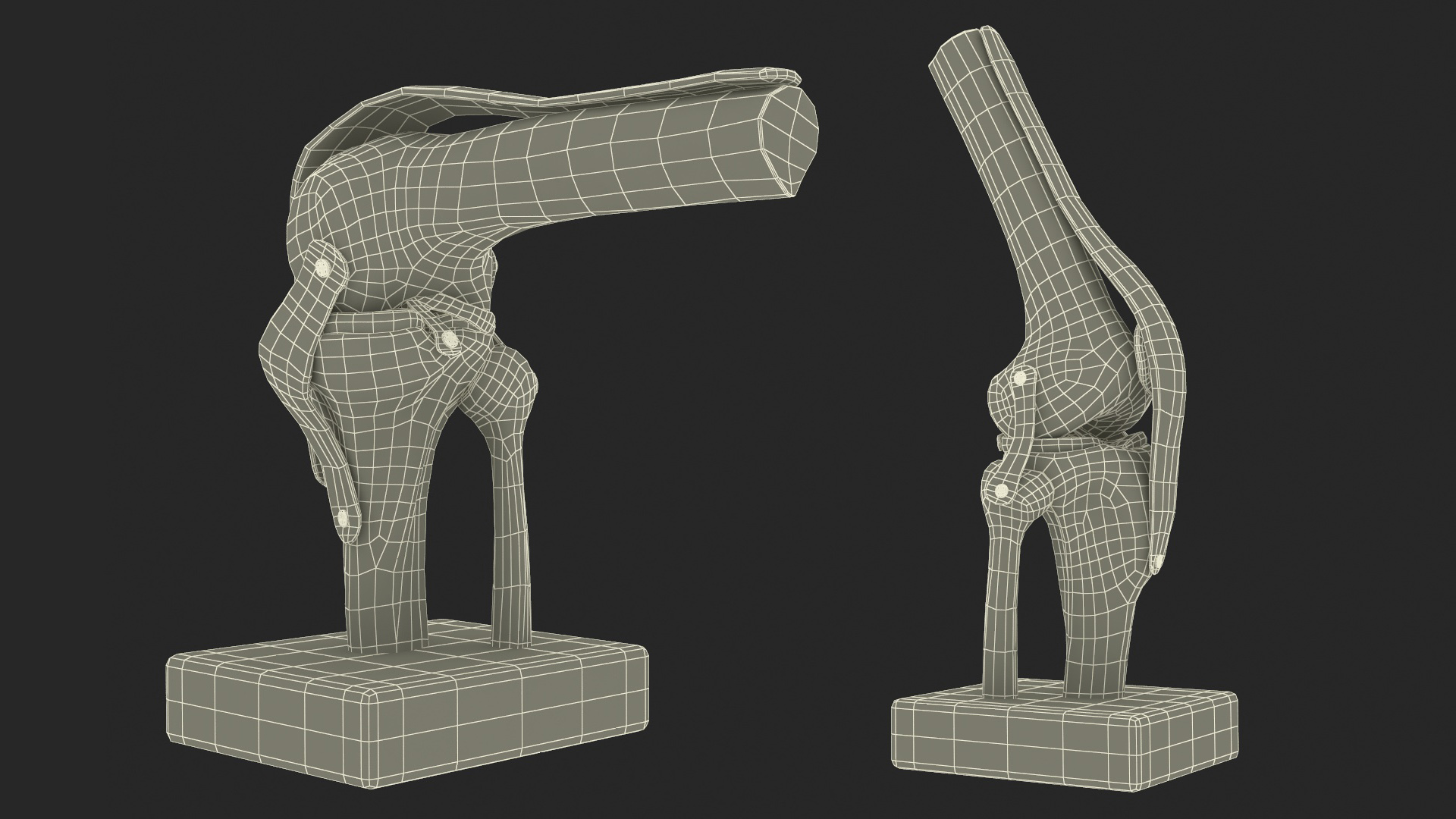 Anatomical Model of Knee Joint Rigged 3D