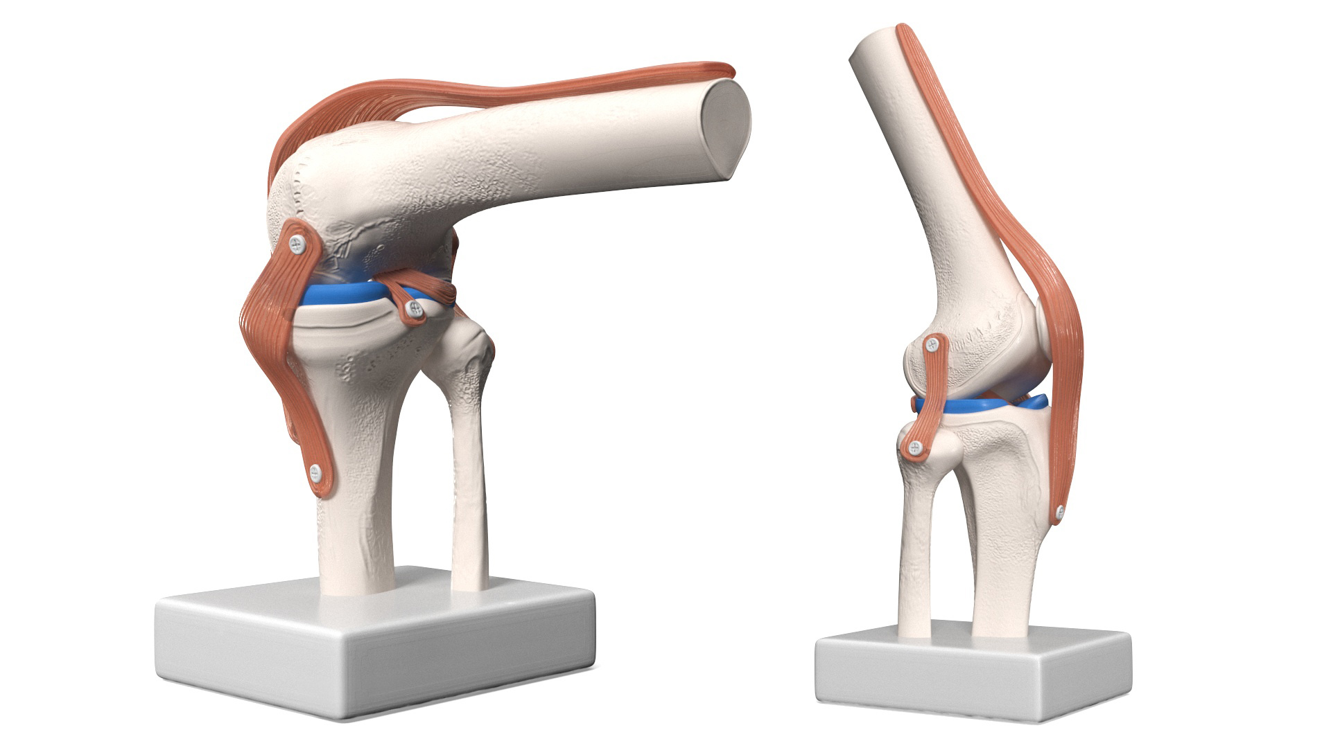 Anatomical Model of Knee Joint Rigged 3D