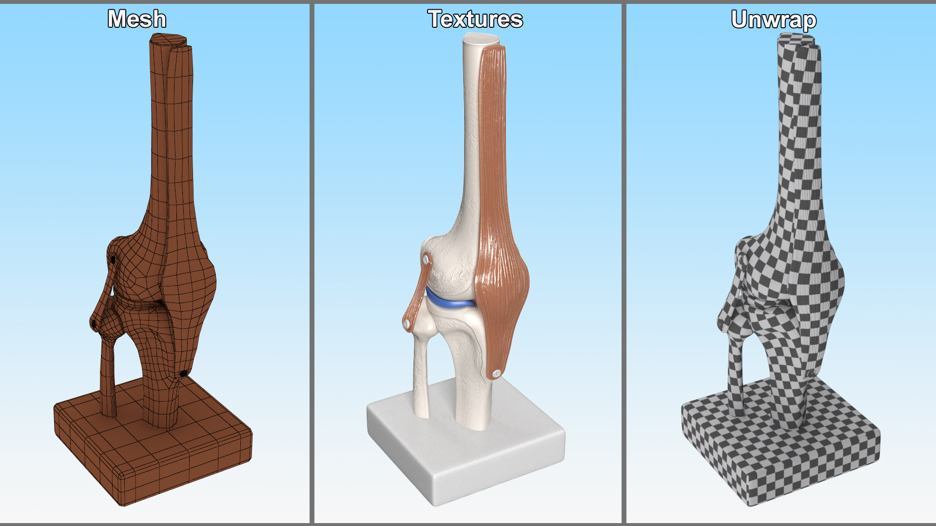 Anatomical Model of Knee Joint Rigged 3D