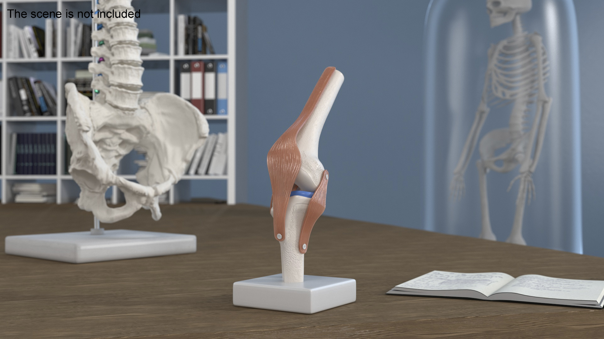 Anatomical Model of Knee Joint Rigged 3D