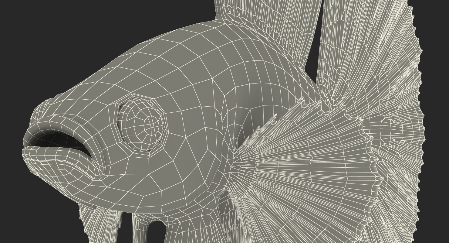 3D model Red Crowntail Betta Fish Rigged for Cinema 4D