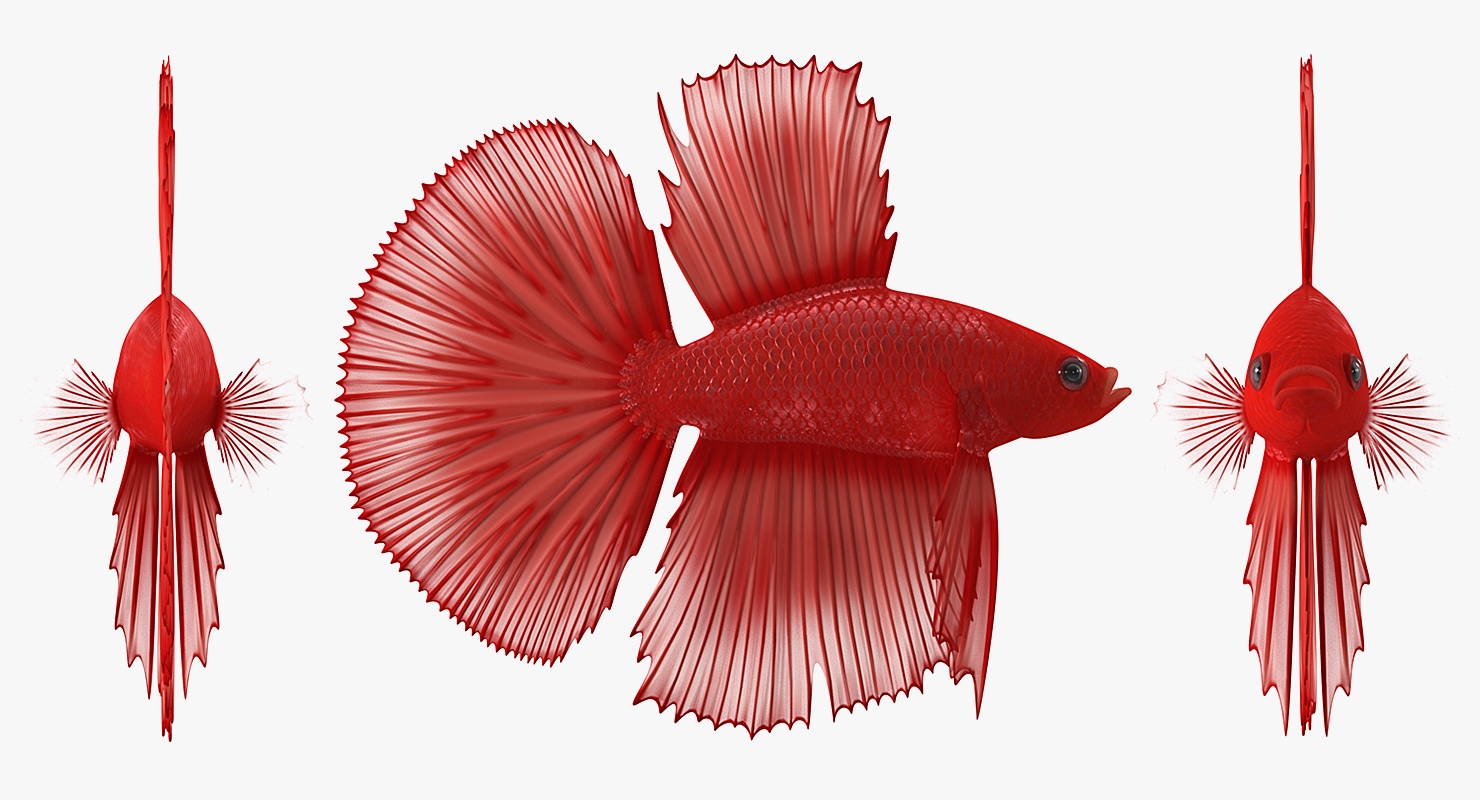 3D model Red Crowntail Betta Fish Rigged for Cinema 4D
