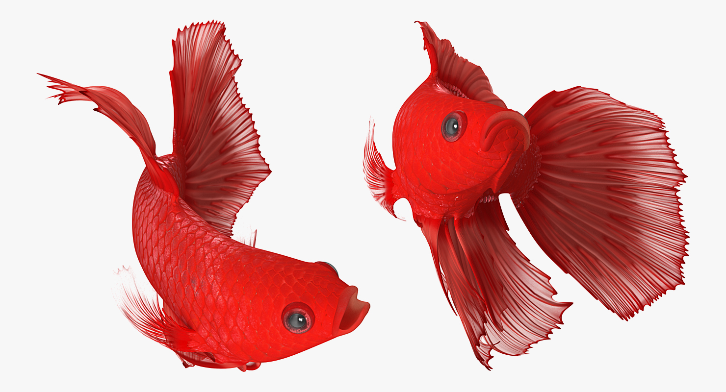 3D model Red Crowntail Betta Fish Rigged for Cinema 4D