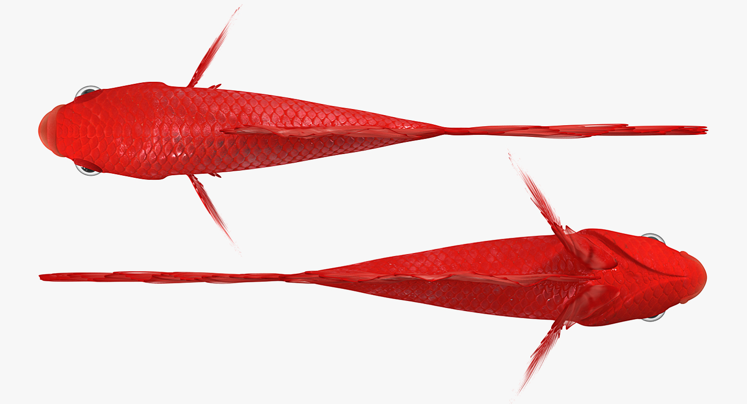 3D model Red Crowntail Betta Fish Rigged for Cinema 4D