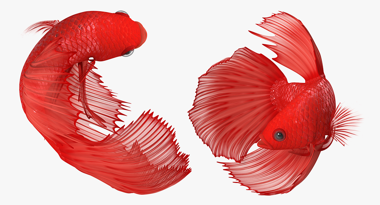 3D model Red Crowntail Betta Fish Rigged for Cinema 4D