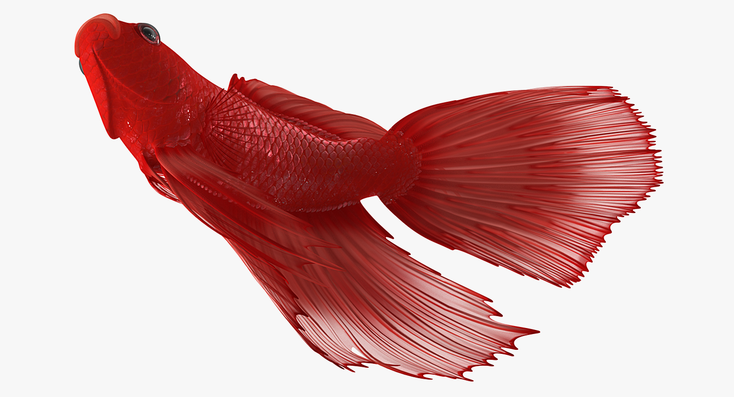 3D model Red Crowntail Betta Fish Rigged for Cinema 4D