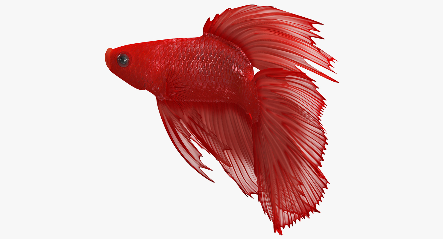 3D model Red Crowntail Betta Fish Rigged for Cinema 4D