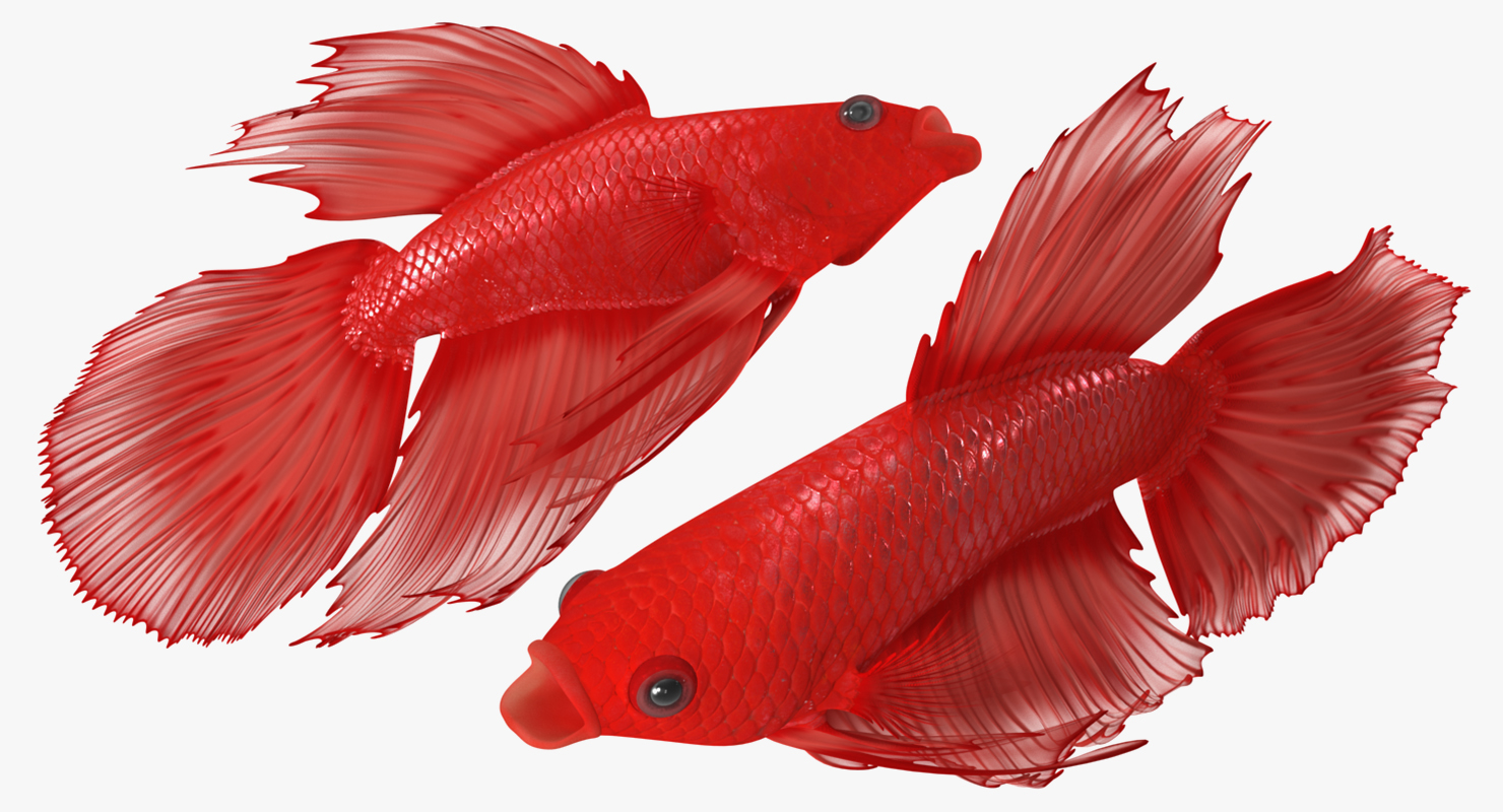 3D model Red Crowntail Betta Fish Rigged for Cinema 4D