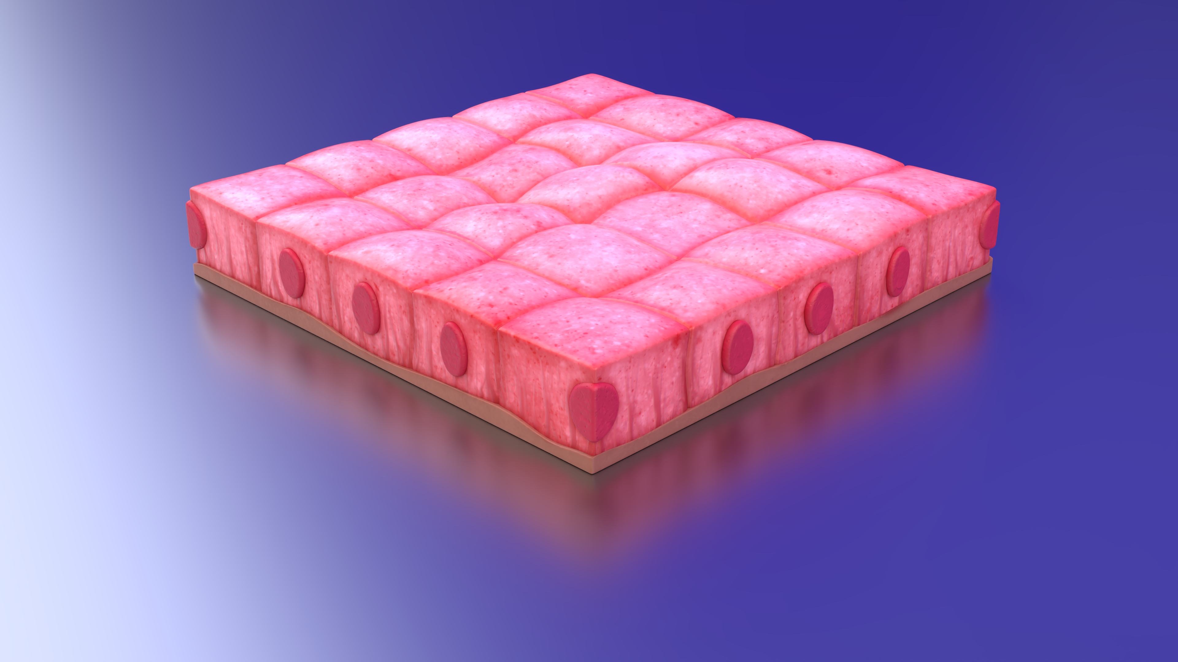 Cuboidal Epithelium 3D model
