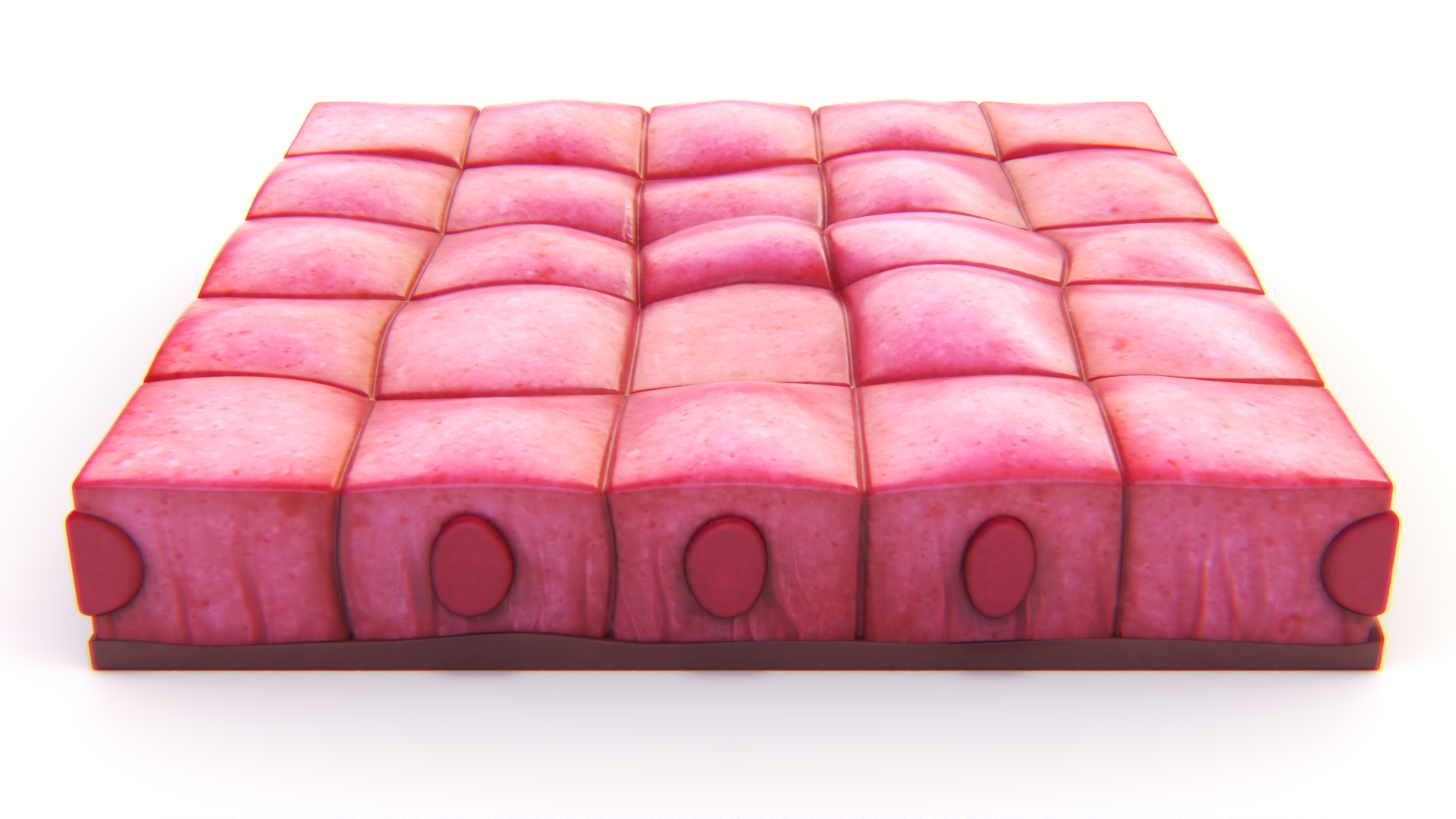 Cuboidal Epithelium 3D model