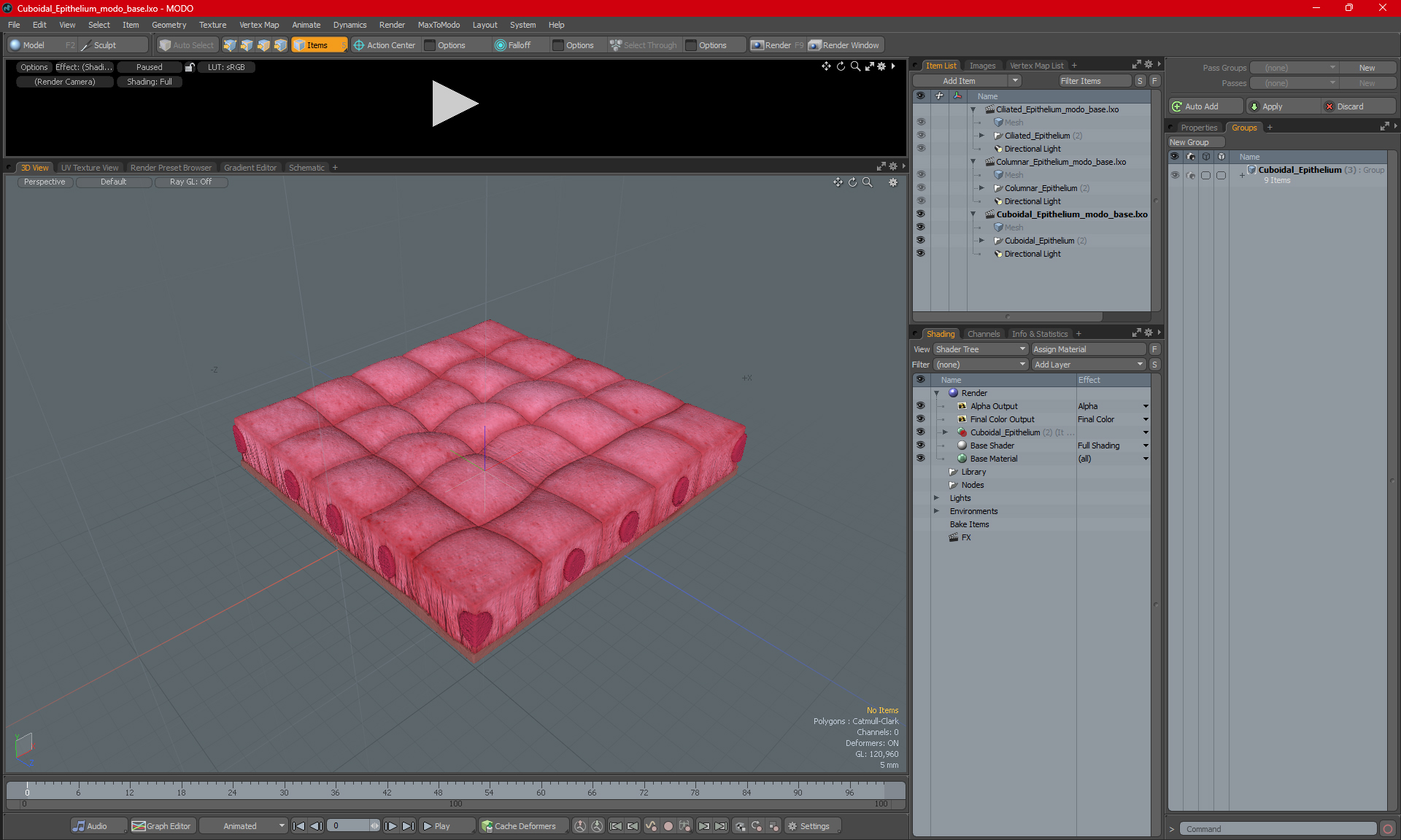Cuboidal Epithelium 3D model