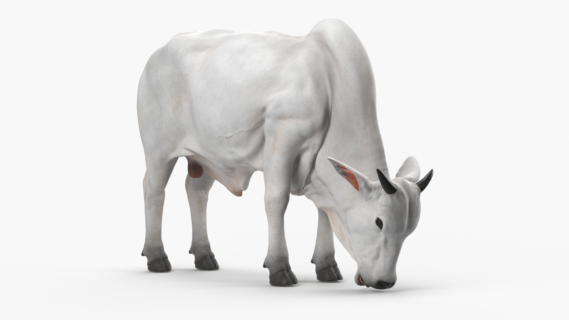 3D model Ongole Cattle Male Eating
