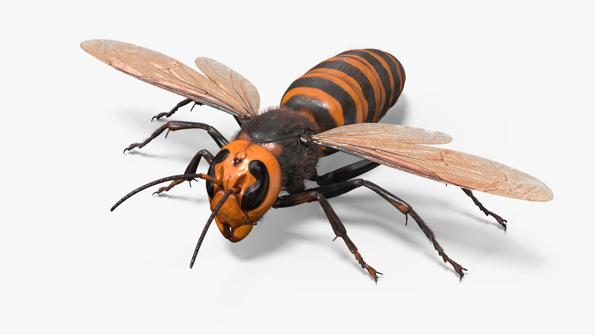 3D model Huge Hornet Fur Base Pose