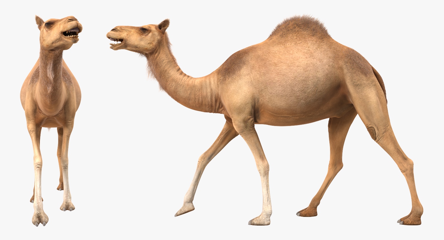 Camel Walking Pose With Fur 3D