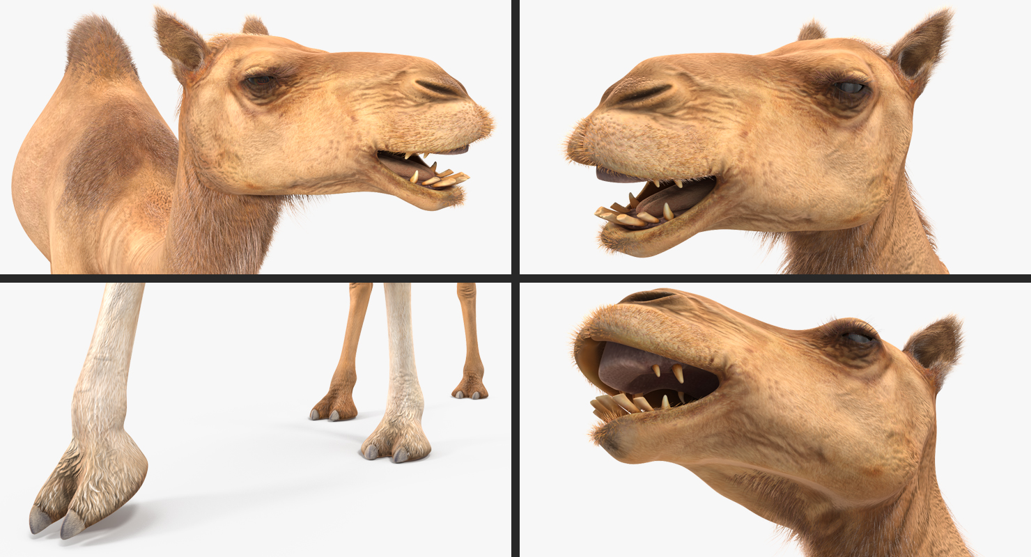 Camel Walking Pose With Fur 3D