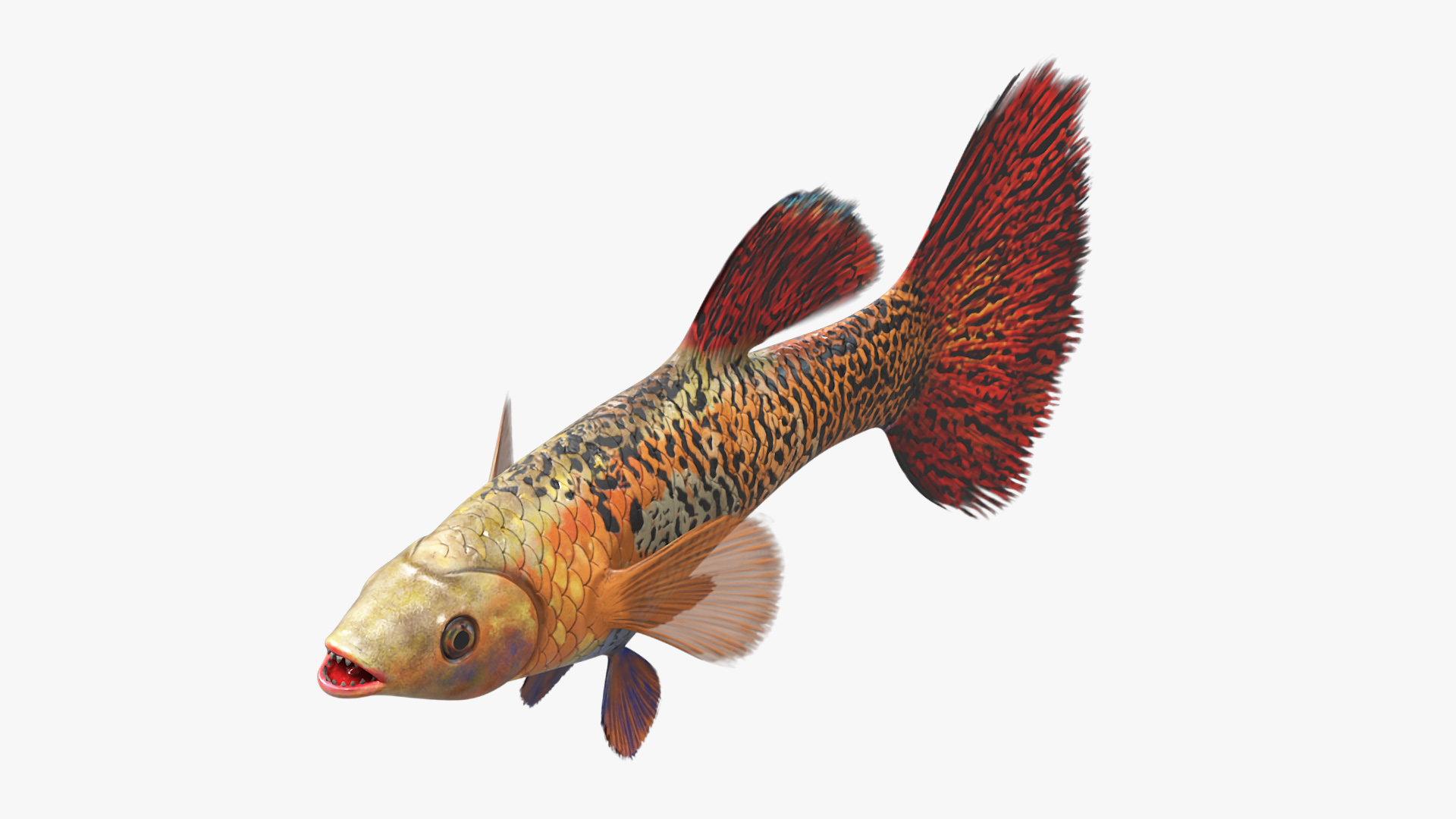 3D Guppy Fish Red Snake Rigged for Maya