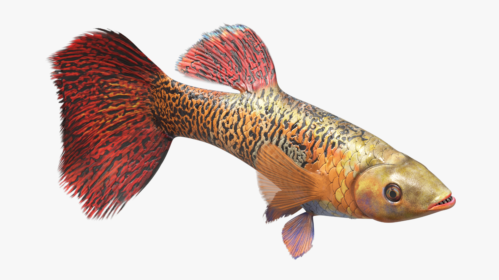 3D Guppy Fish Red Snake Rigged for Maya