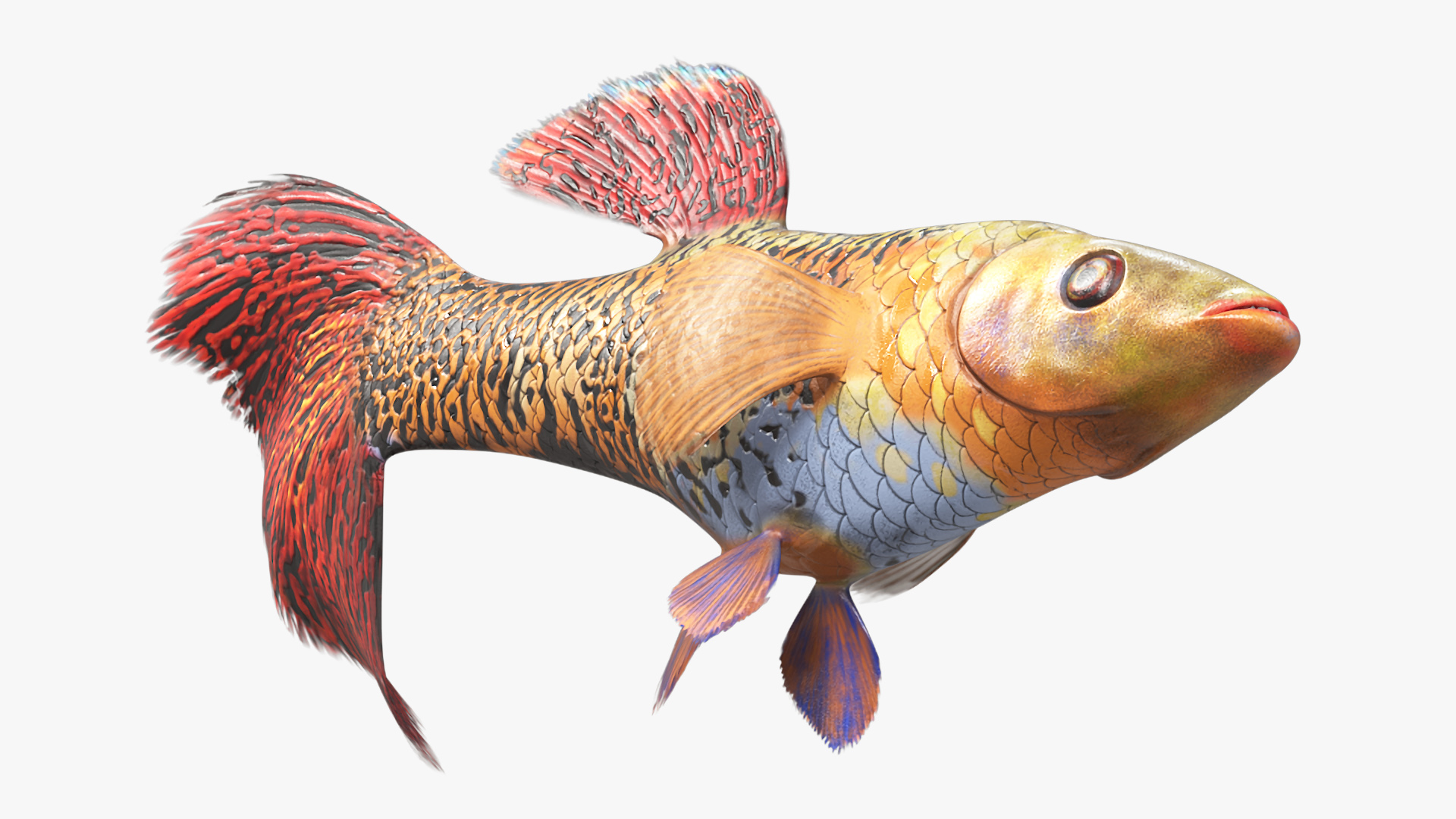 3D Guppy Fish Red Snake Rigged for Maya