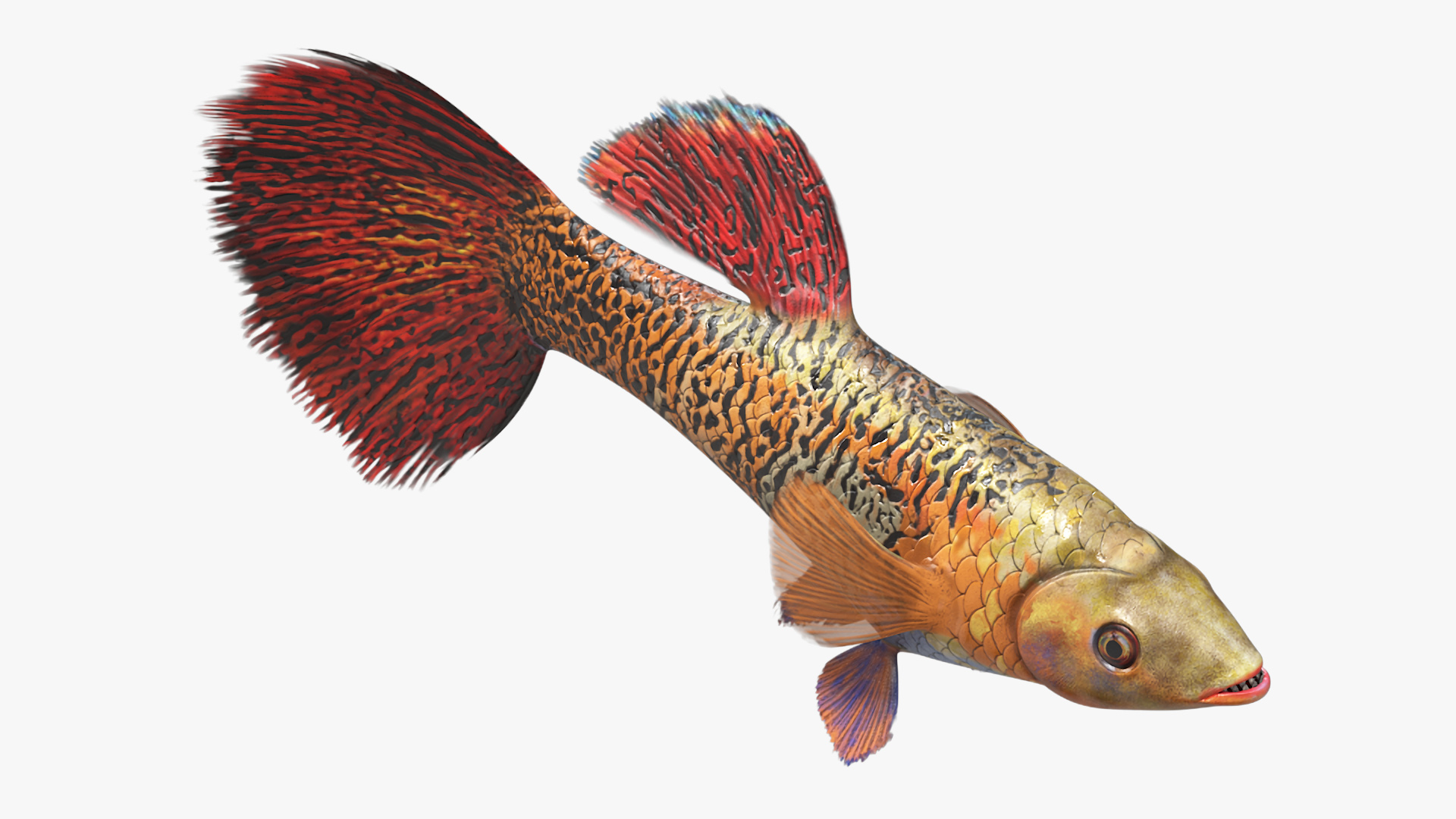 3D Guppy Fish Red Snake Rigged for Maya