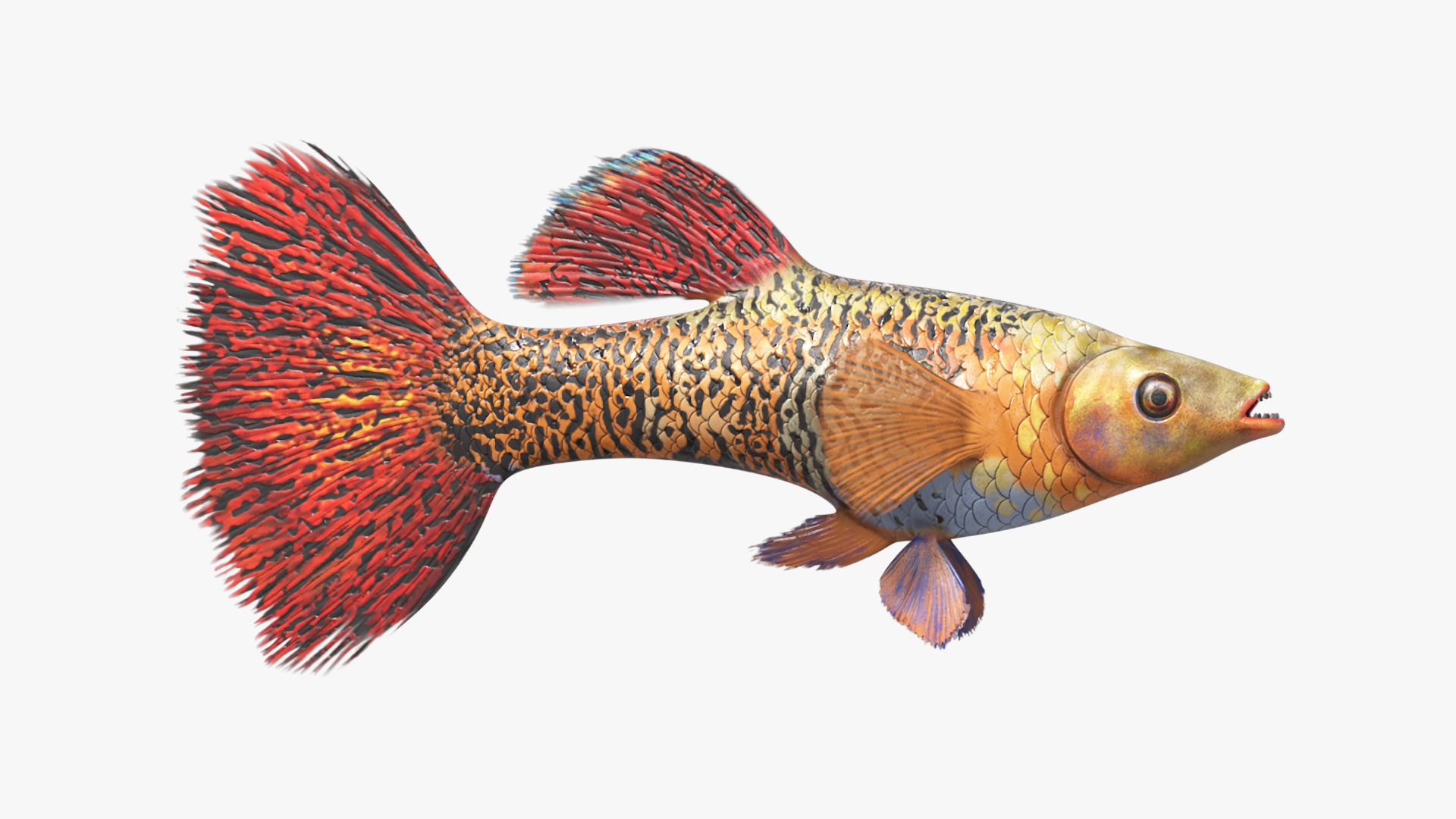 3D Guppy Fish Red Snake Rigged for Maya