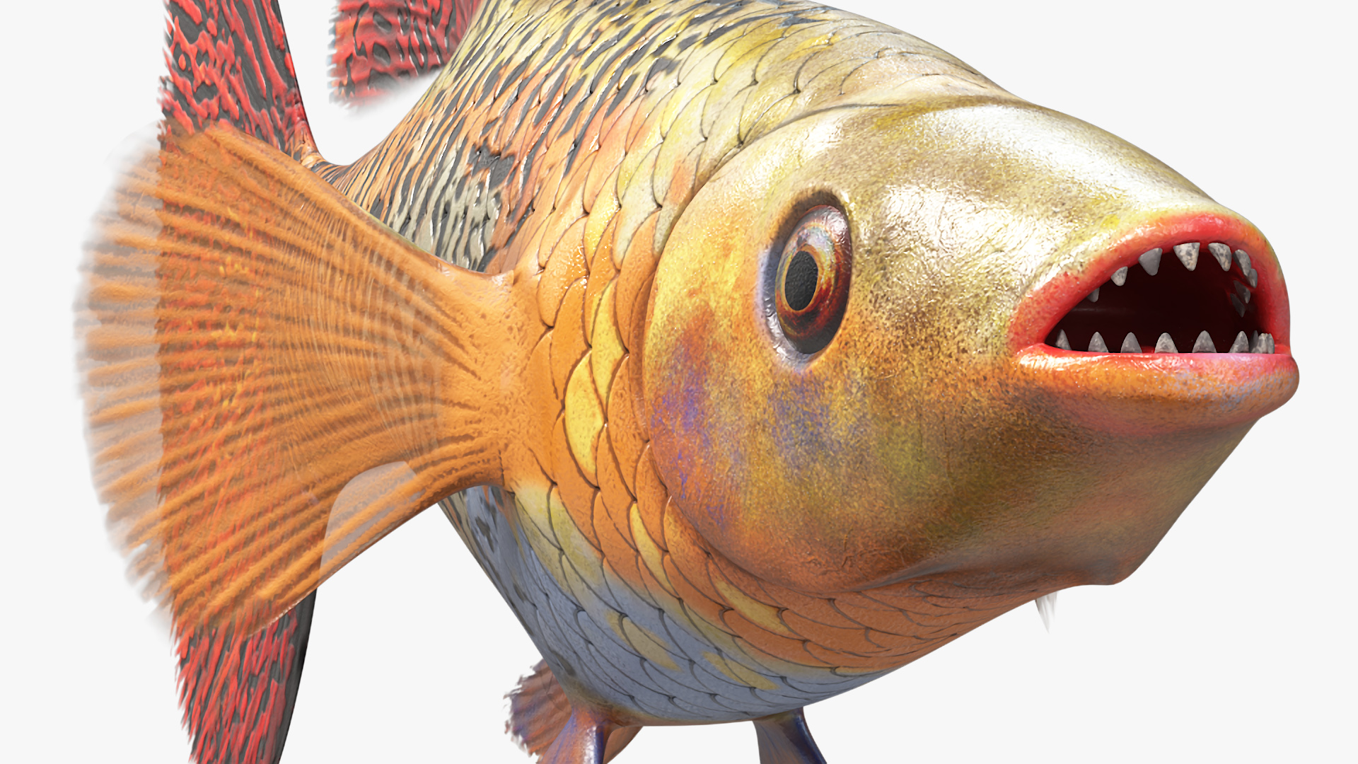 3D Guppy Fish Red Snake Rigged for Maya