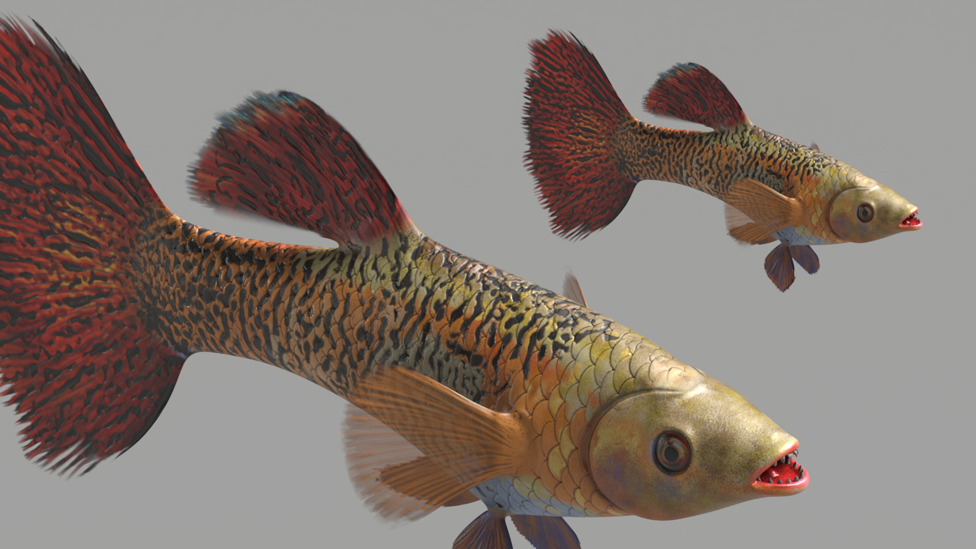 3D Guppy Fish Red Snake Rigged for Maya