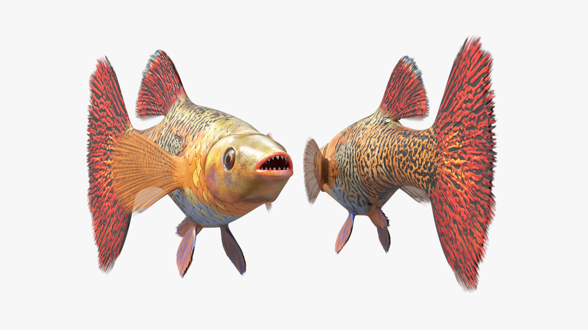 3D Guppy Fish Red Snake Rigged for Maya