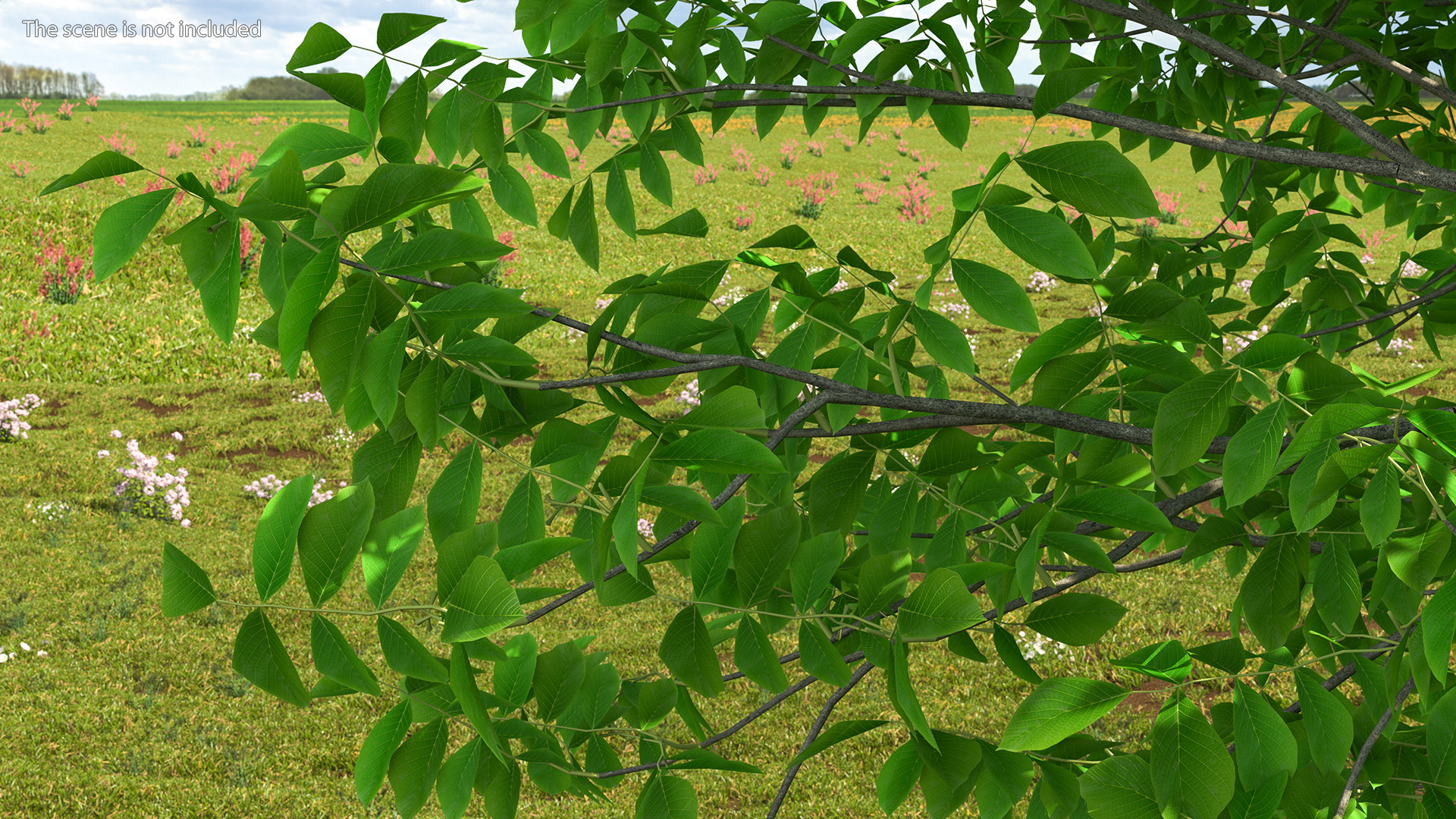 Green Walnut Tree 3D