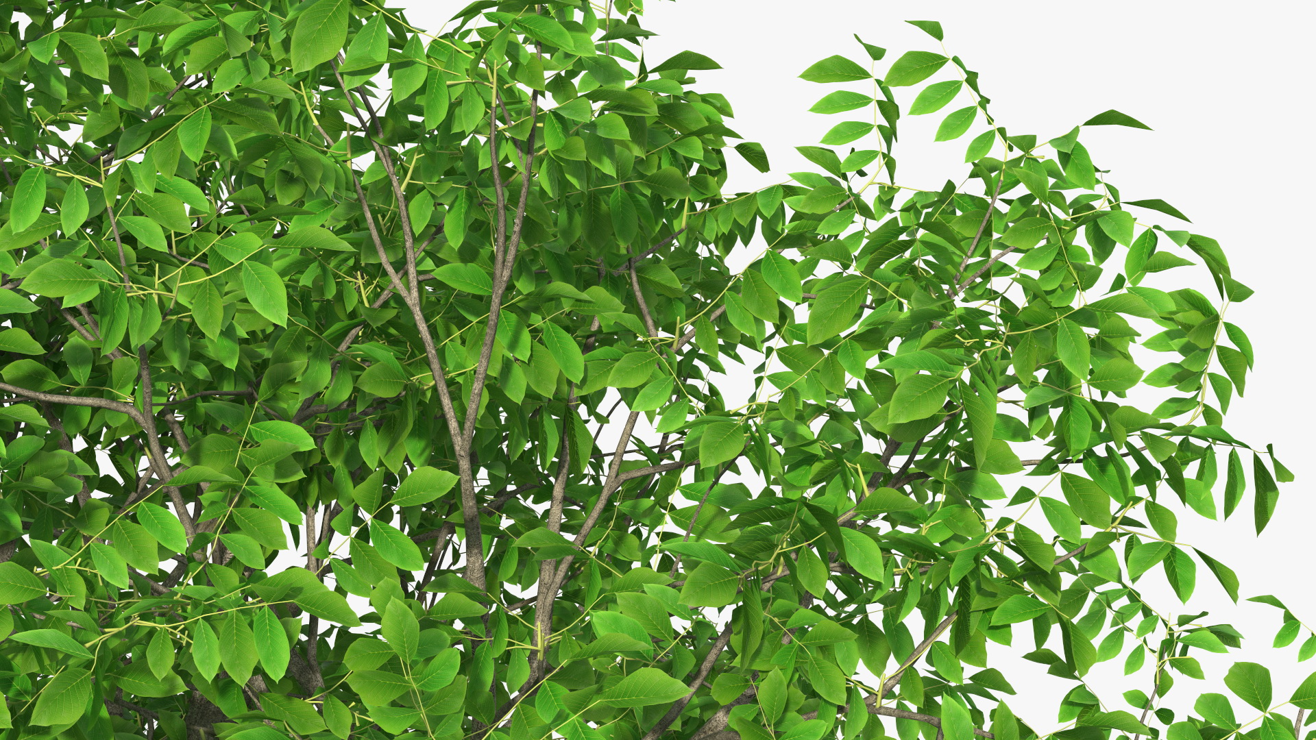 Green Walnut Tree 3D