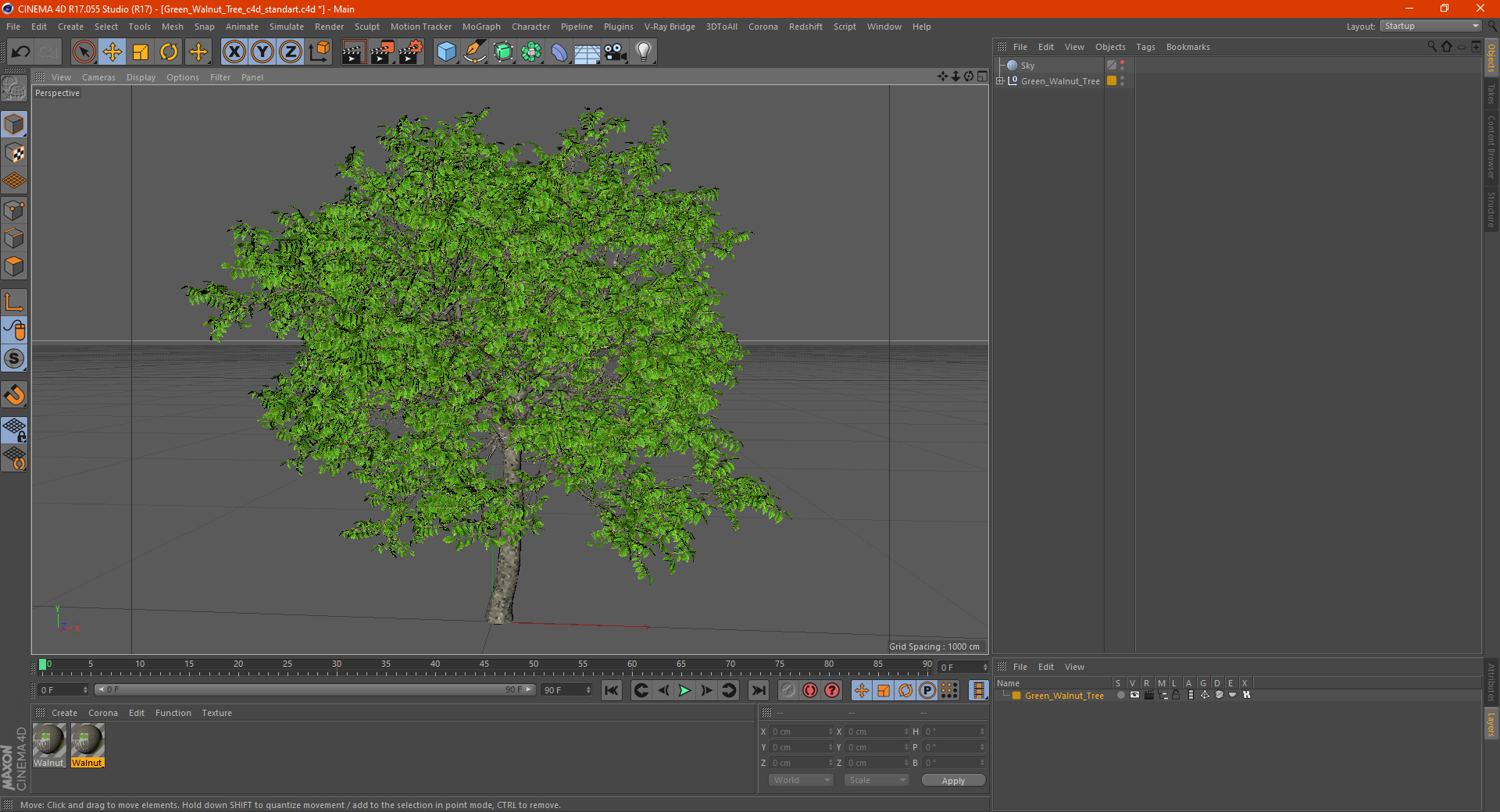Green Walnut Tree 3D