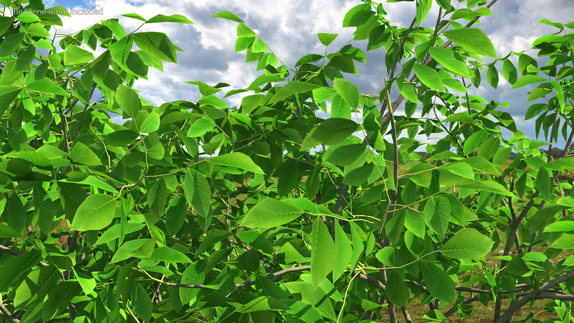Green Walnut Tree 3D