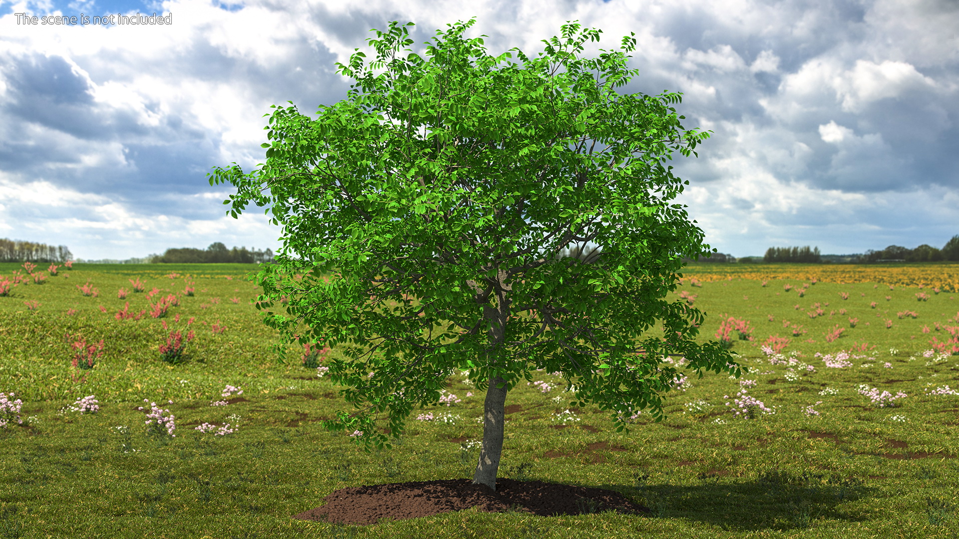 Green Walnut Tree 3D