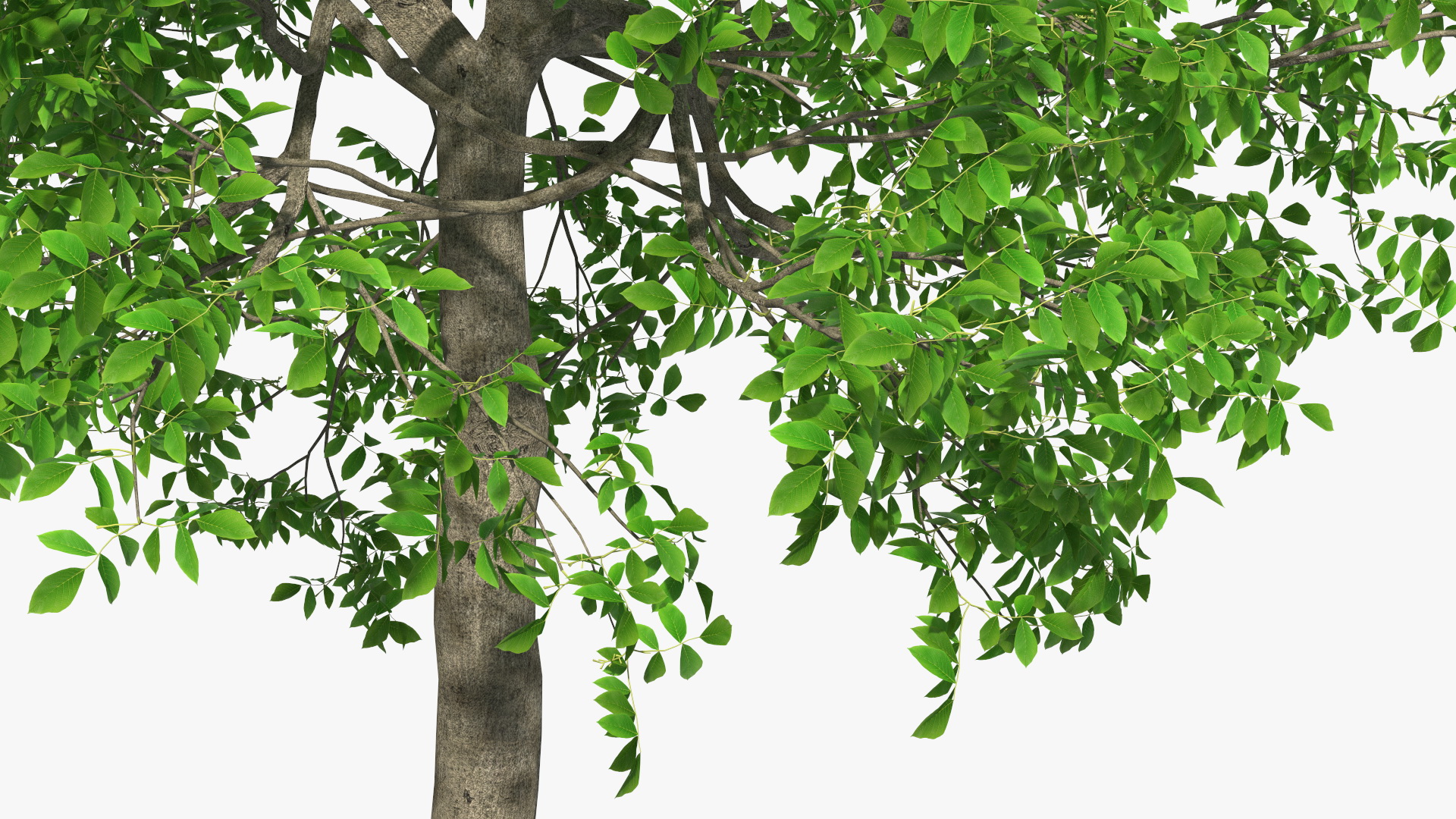 Green Walnut Tree 3D