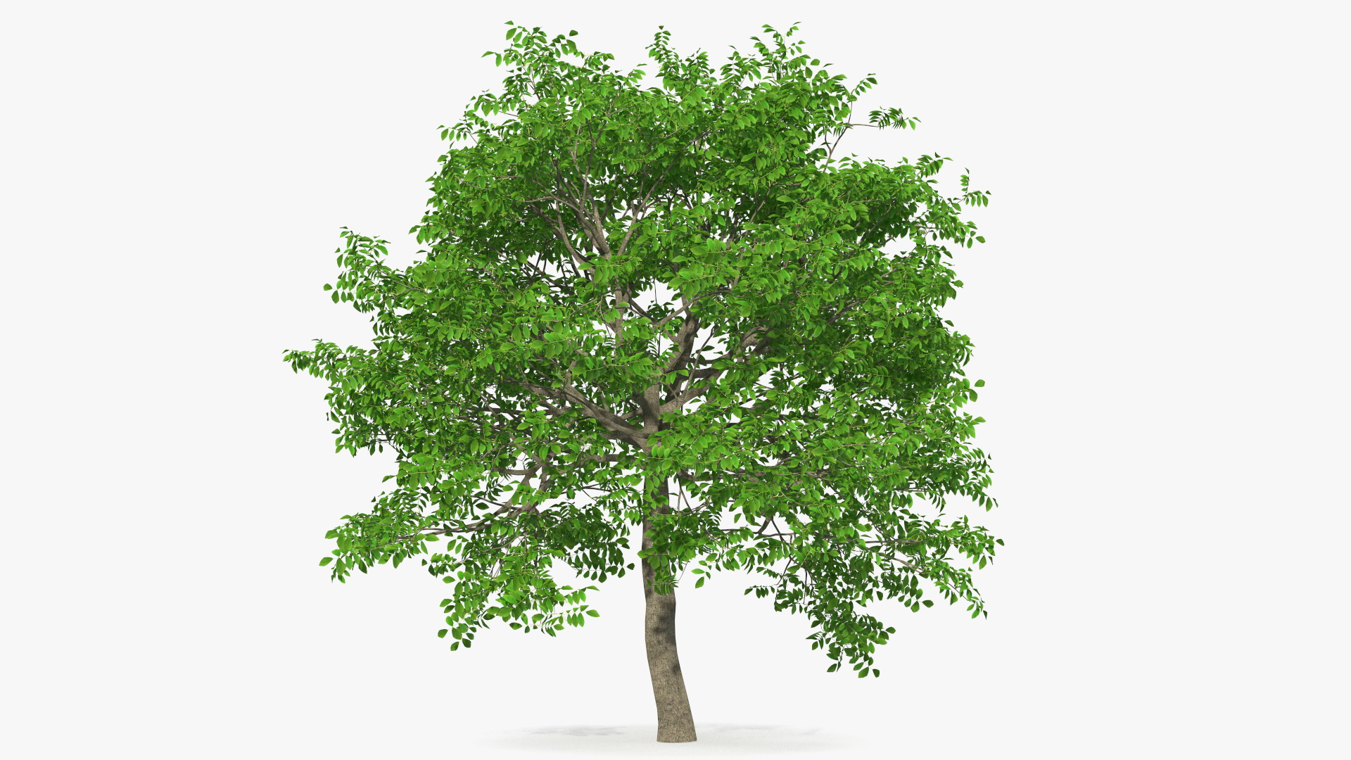 Green Walnut Tree 3D