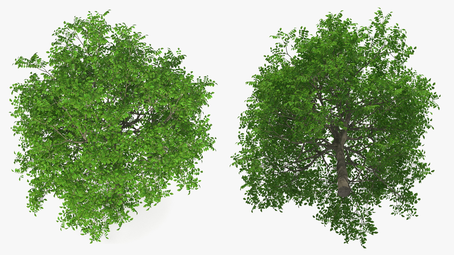 Green Walnut Tree 3D