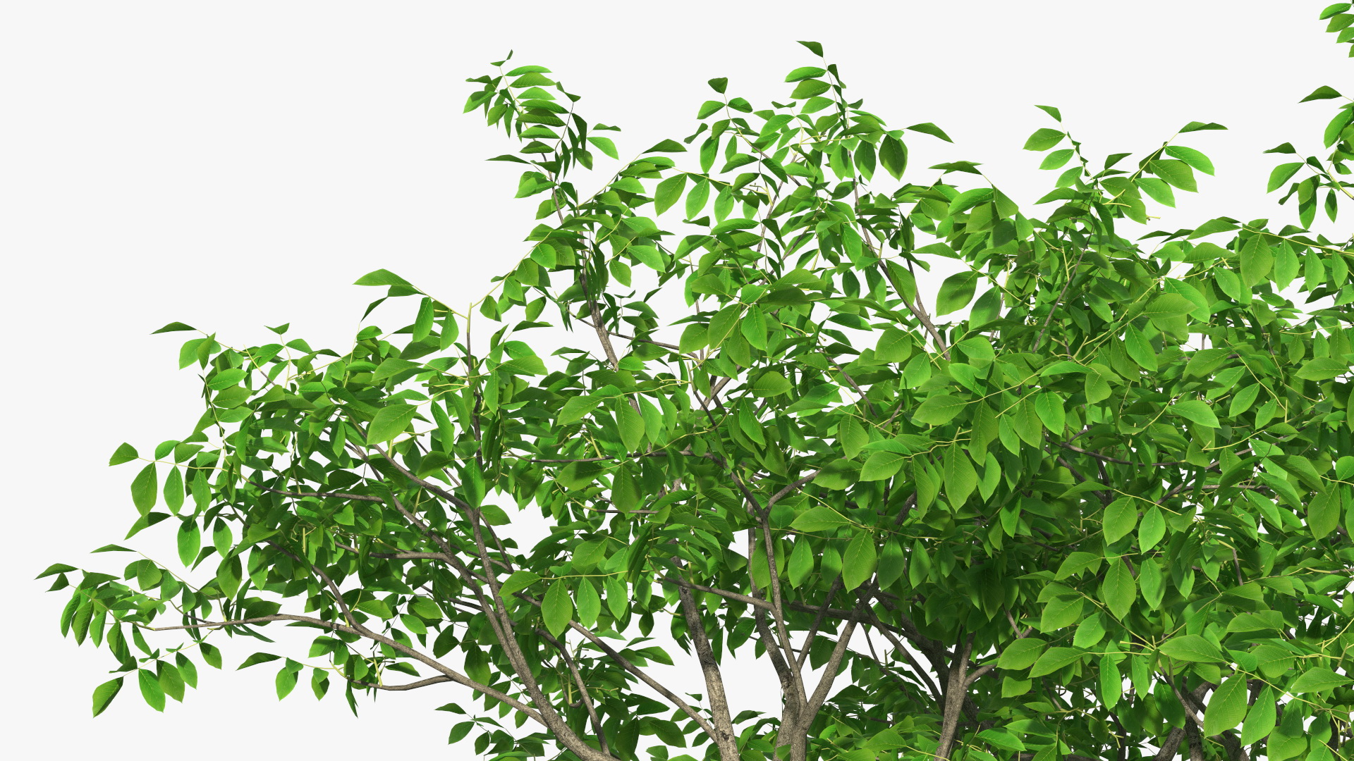 Green Walnut Tree 3D
