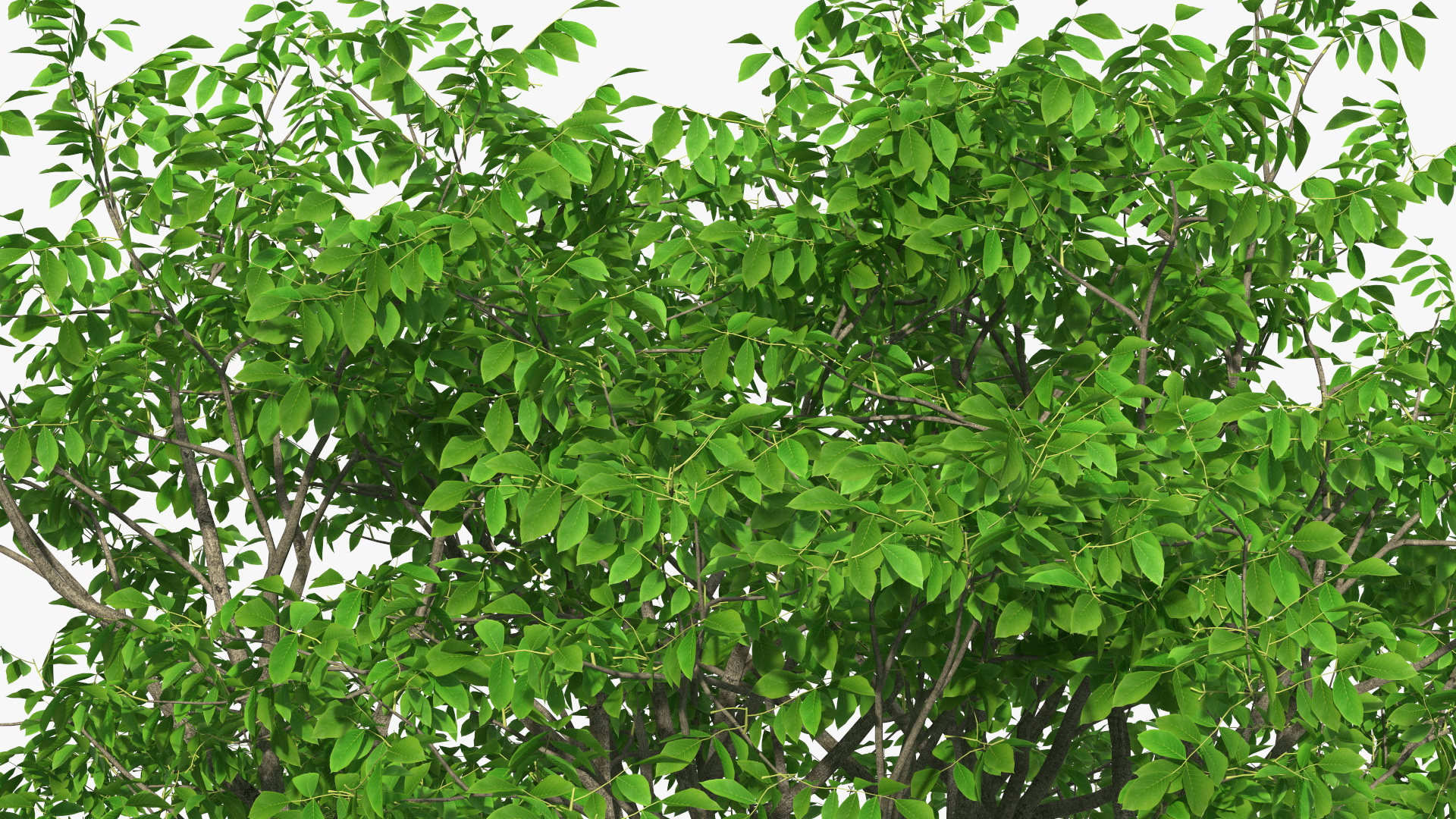Green Walnut Tree 3D